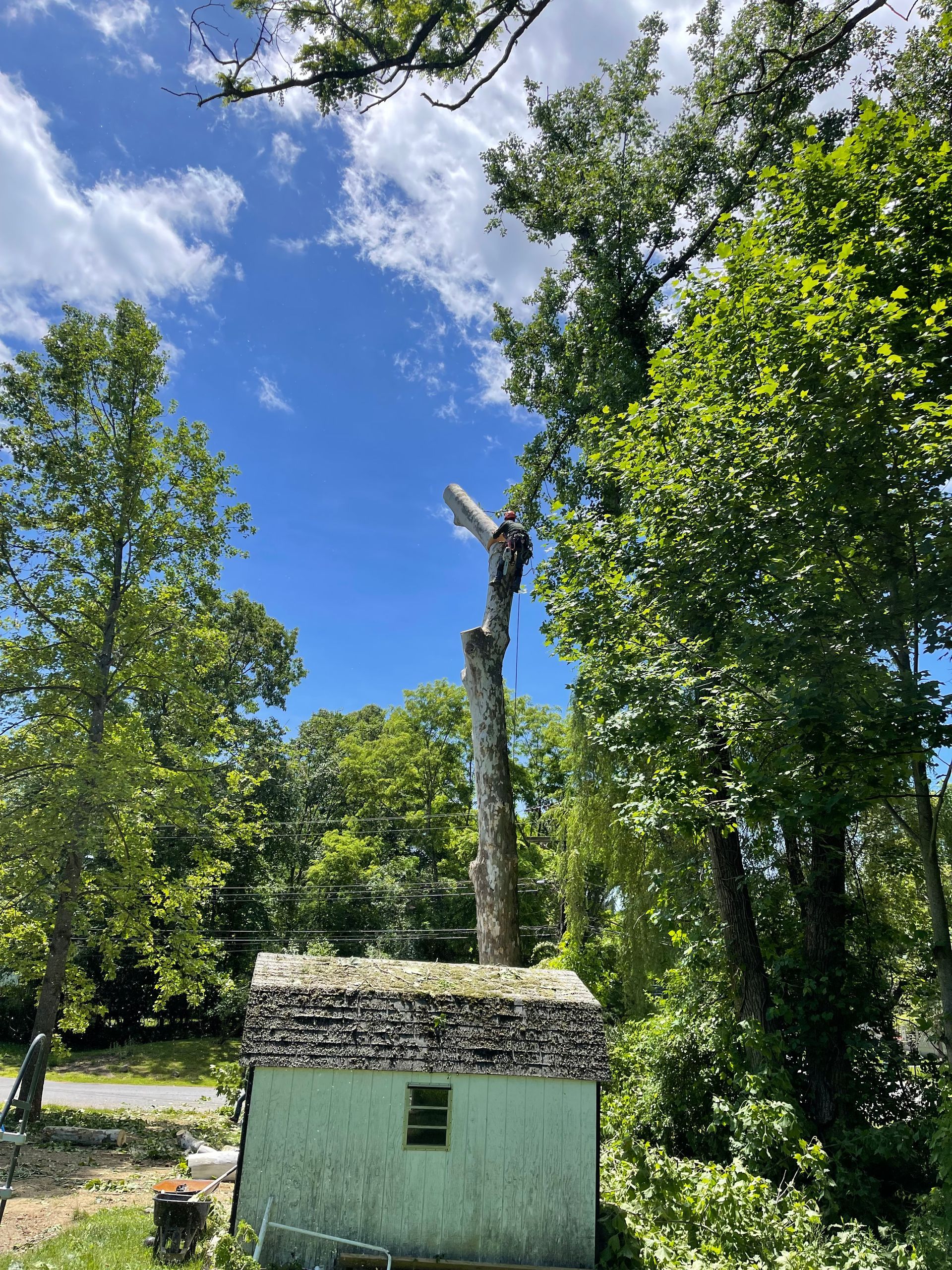 A tree stump is sitting on top of a small green building in the middle of a forest.
