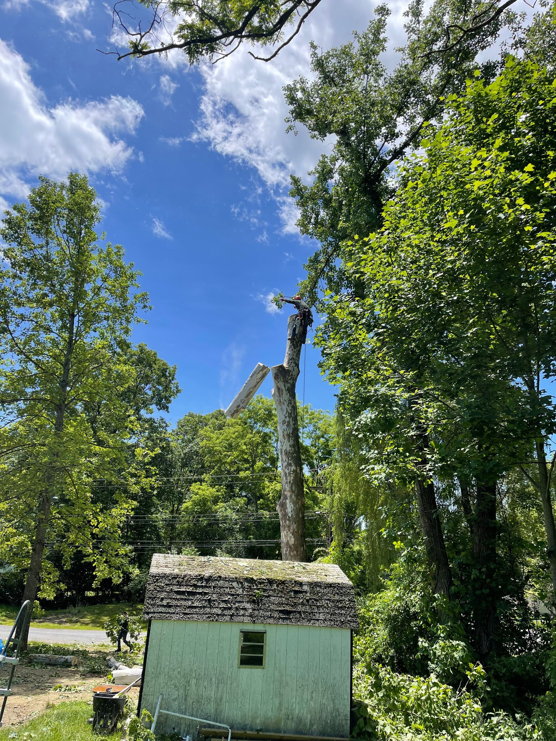 A man is climbing a tree in front of a house