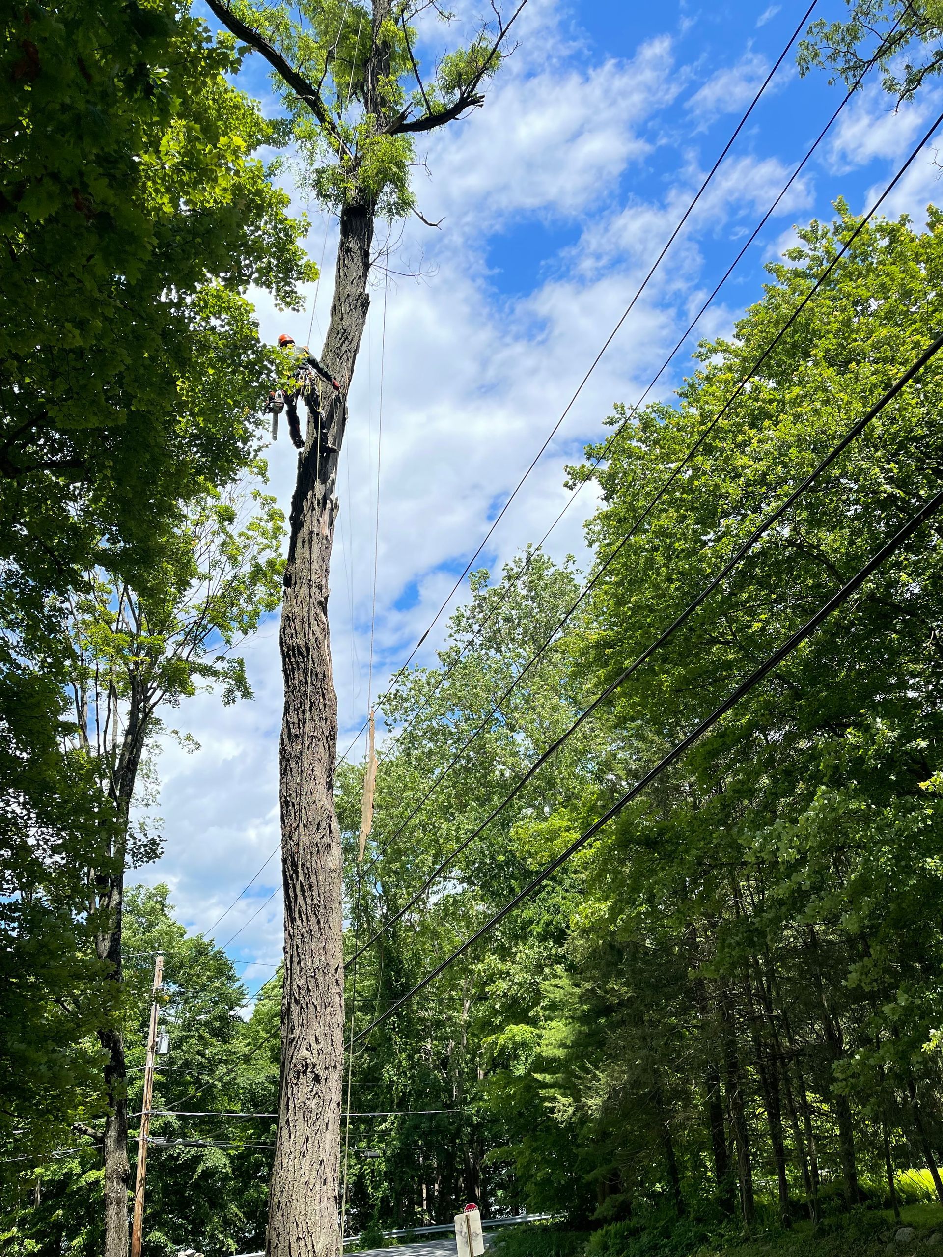 A man is climbing a tree in the woods.
