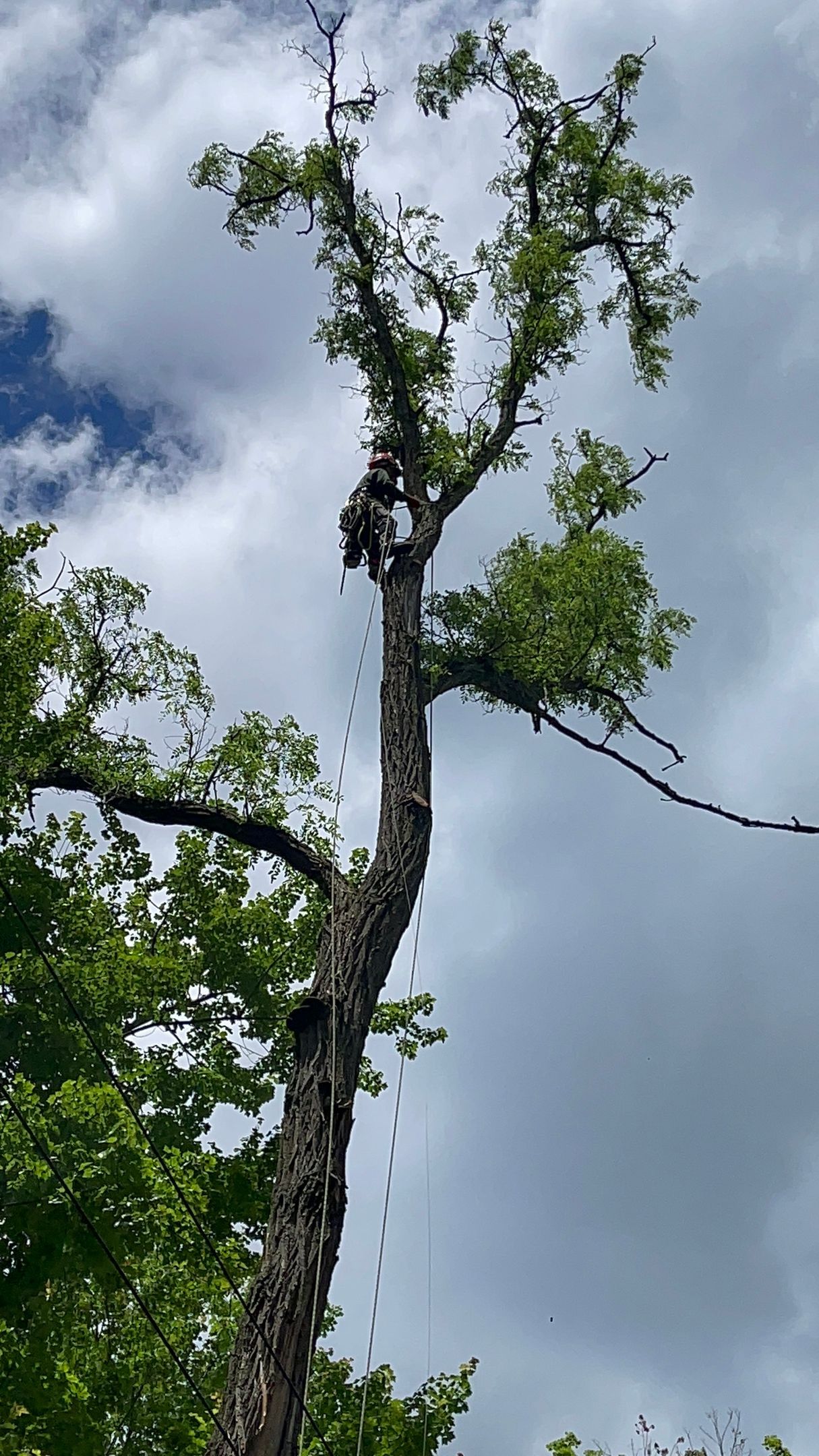 A person is climbing a tree with a chainsaw.