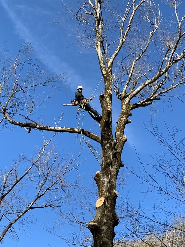 A man is climbing a tree with a chainsaw.
