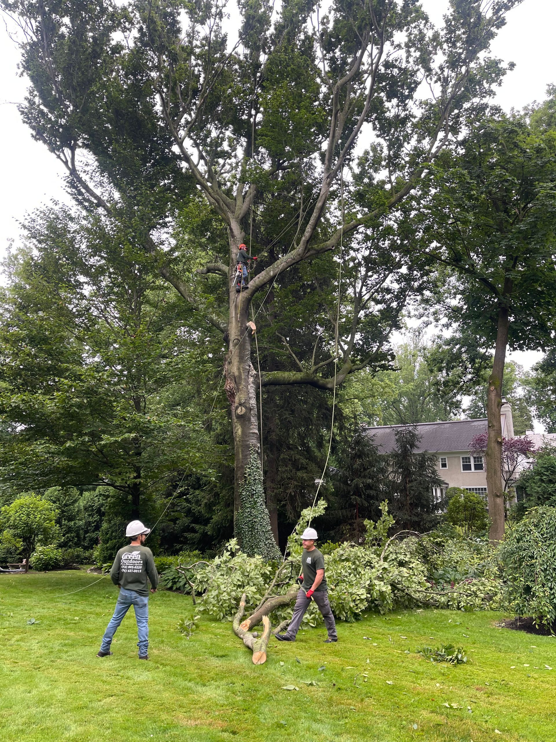 Two men are standing in a grassy field next to a large tree.