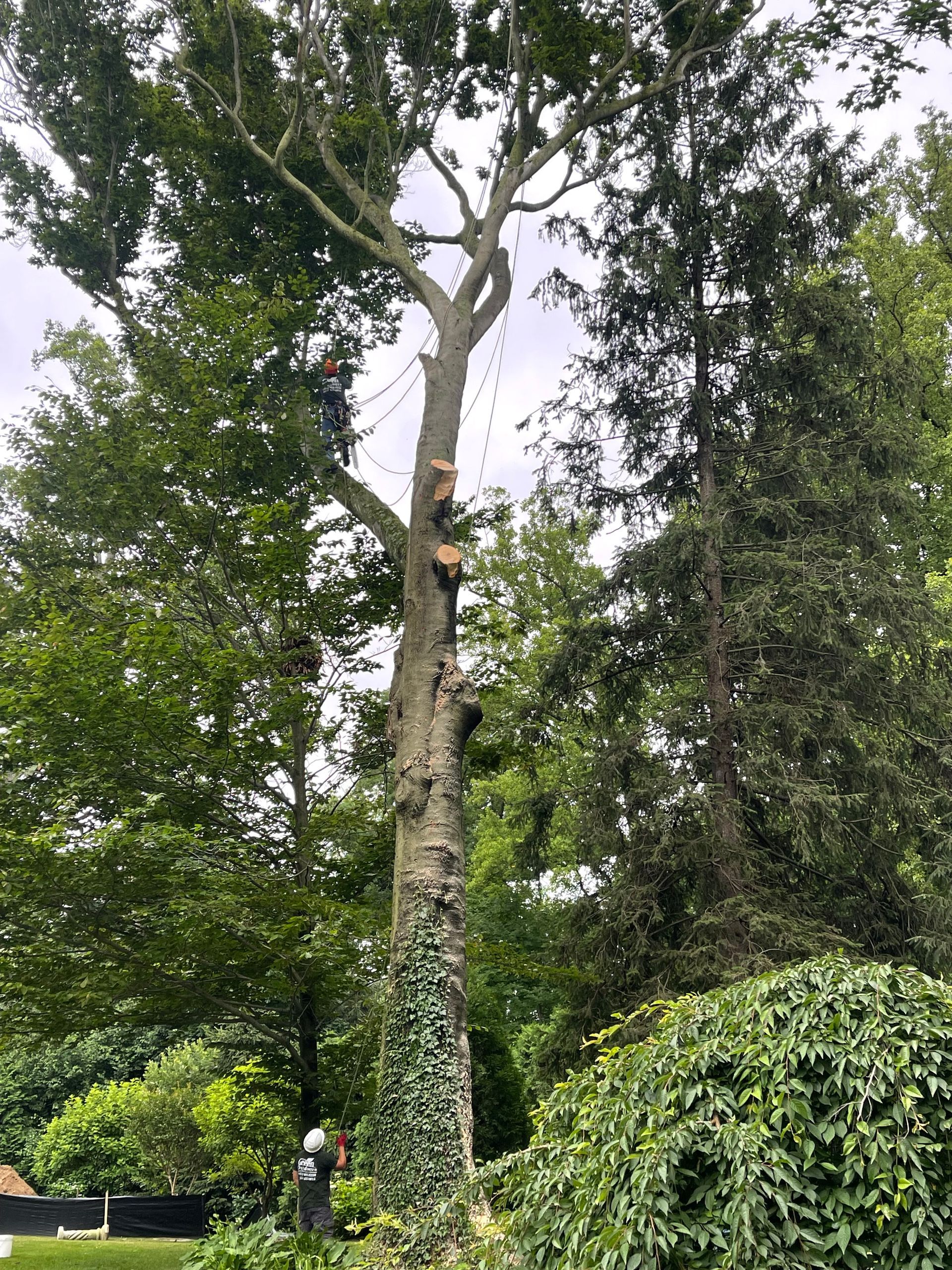 A man is climbing a tree in a forest.