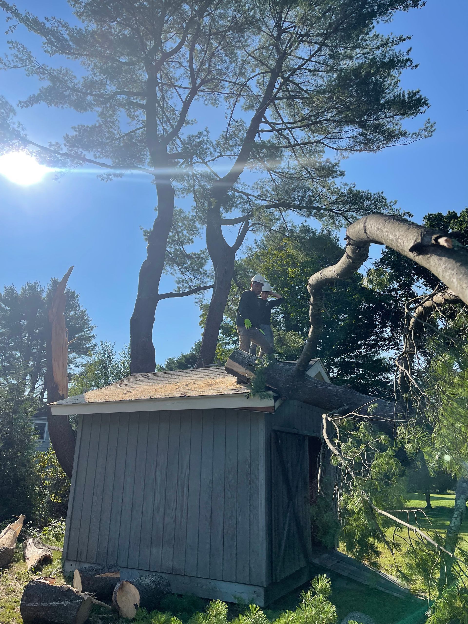 A man is standing on top of a shed next to a tree.