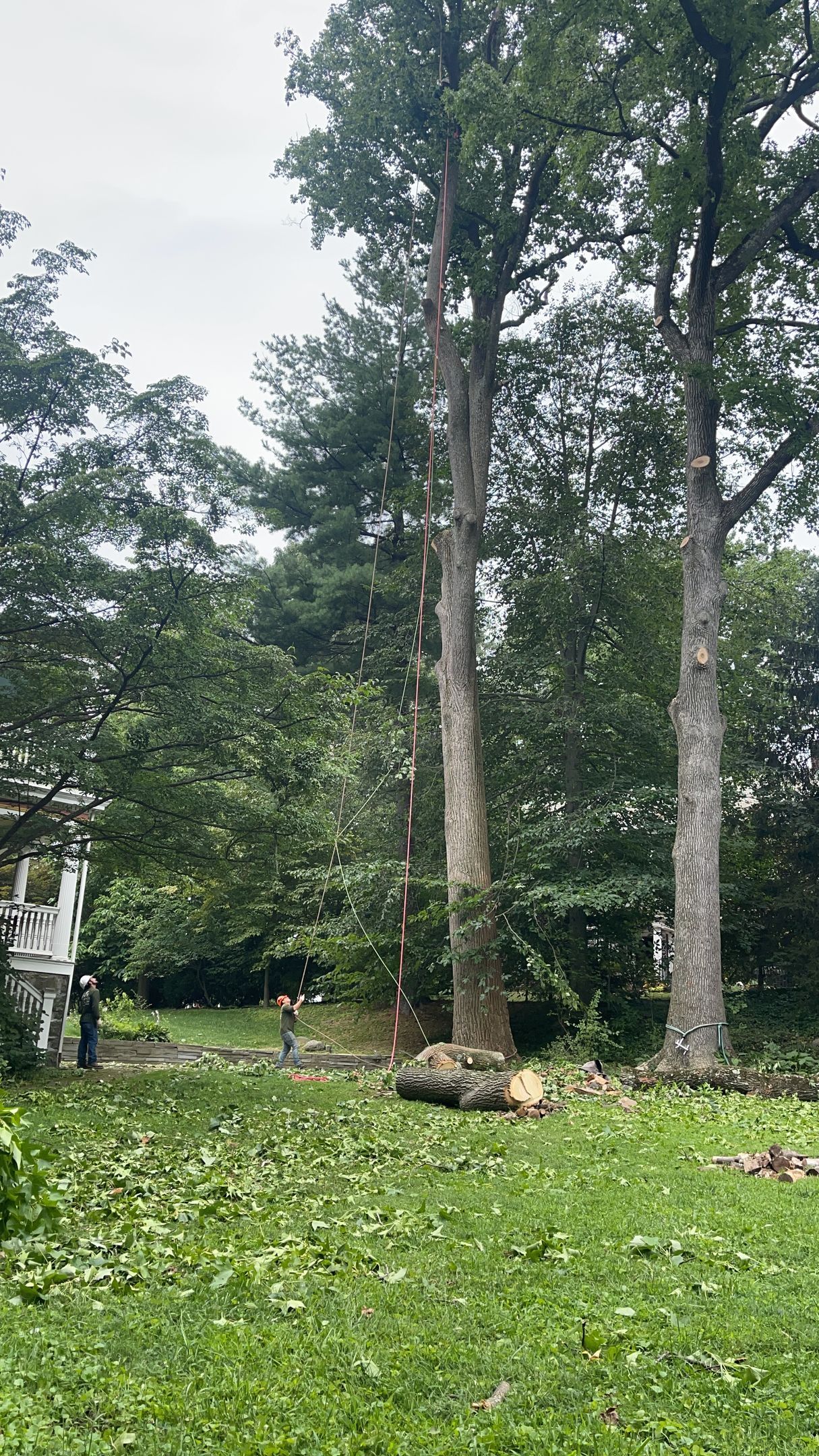 A group of trees sitting on top of a lush green field.