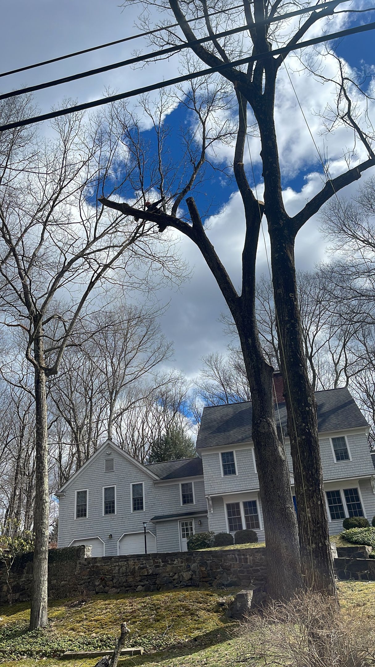 A house with a lot of trees in front of it.