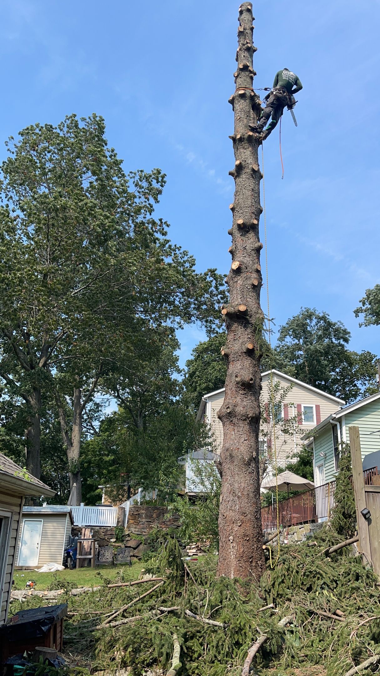 A large tree is being cut down in a backyard.