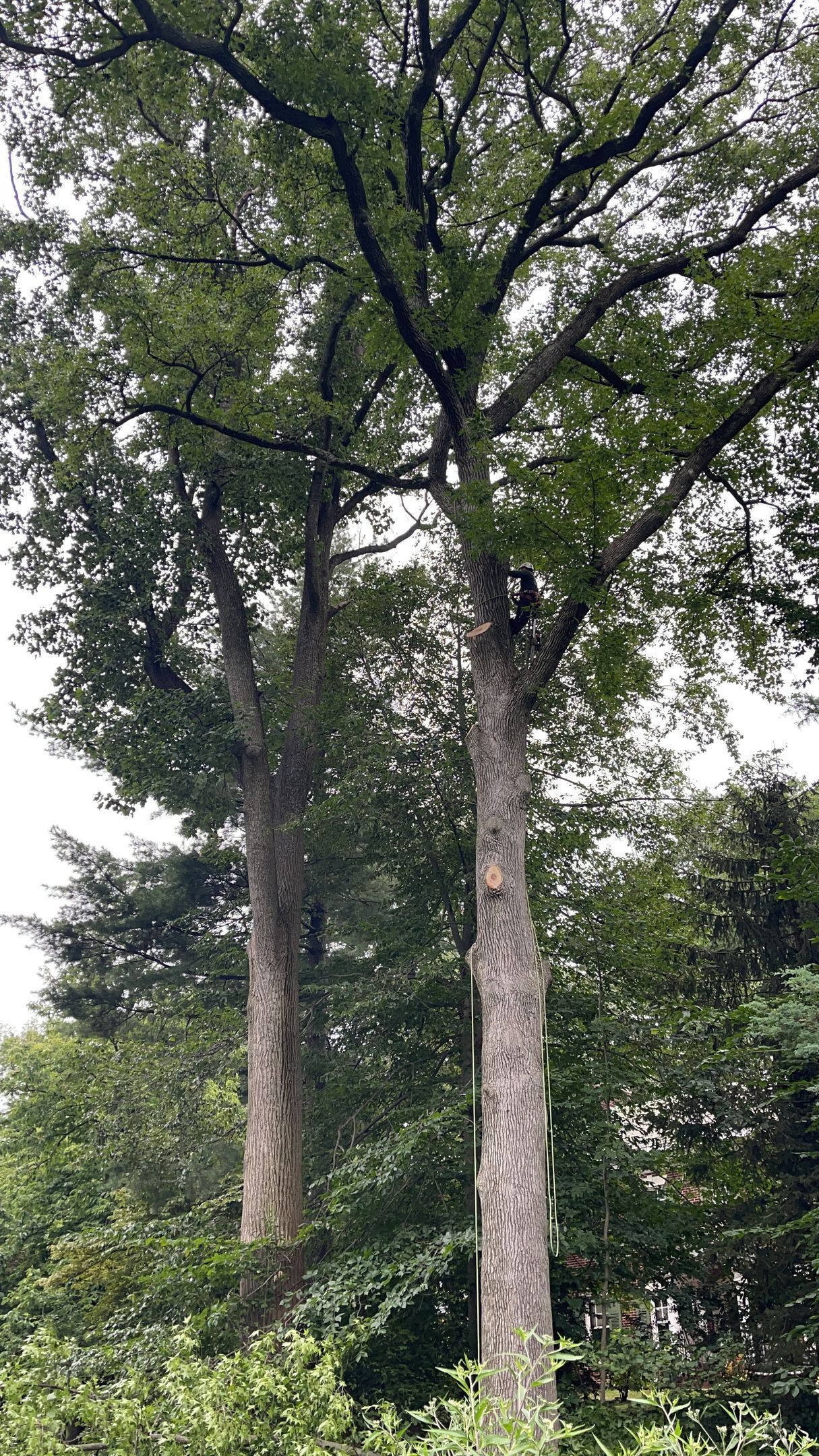 A couple of trees standing next to each other in a forest.