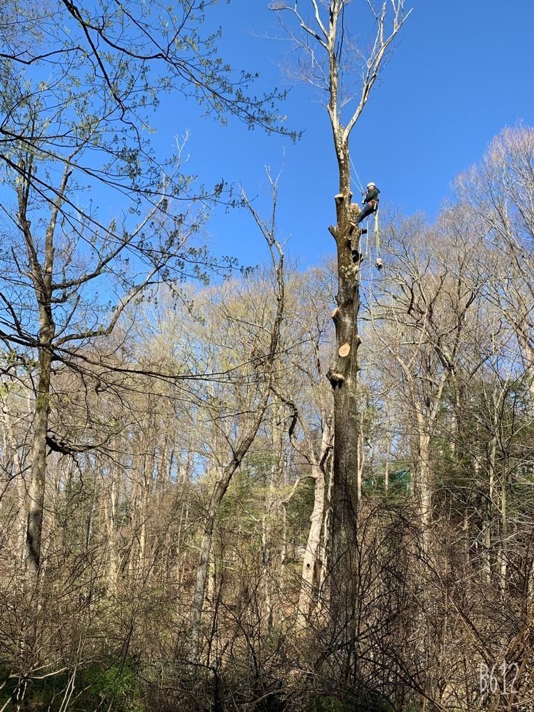 A tree in the middle of a forest with a blue sky in the background.