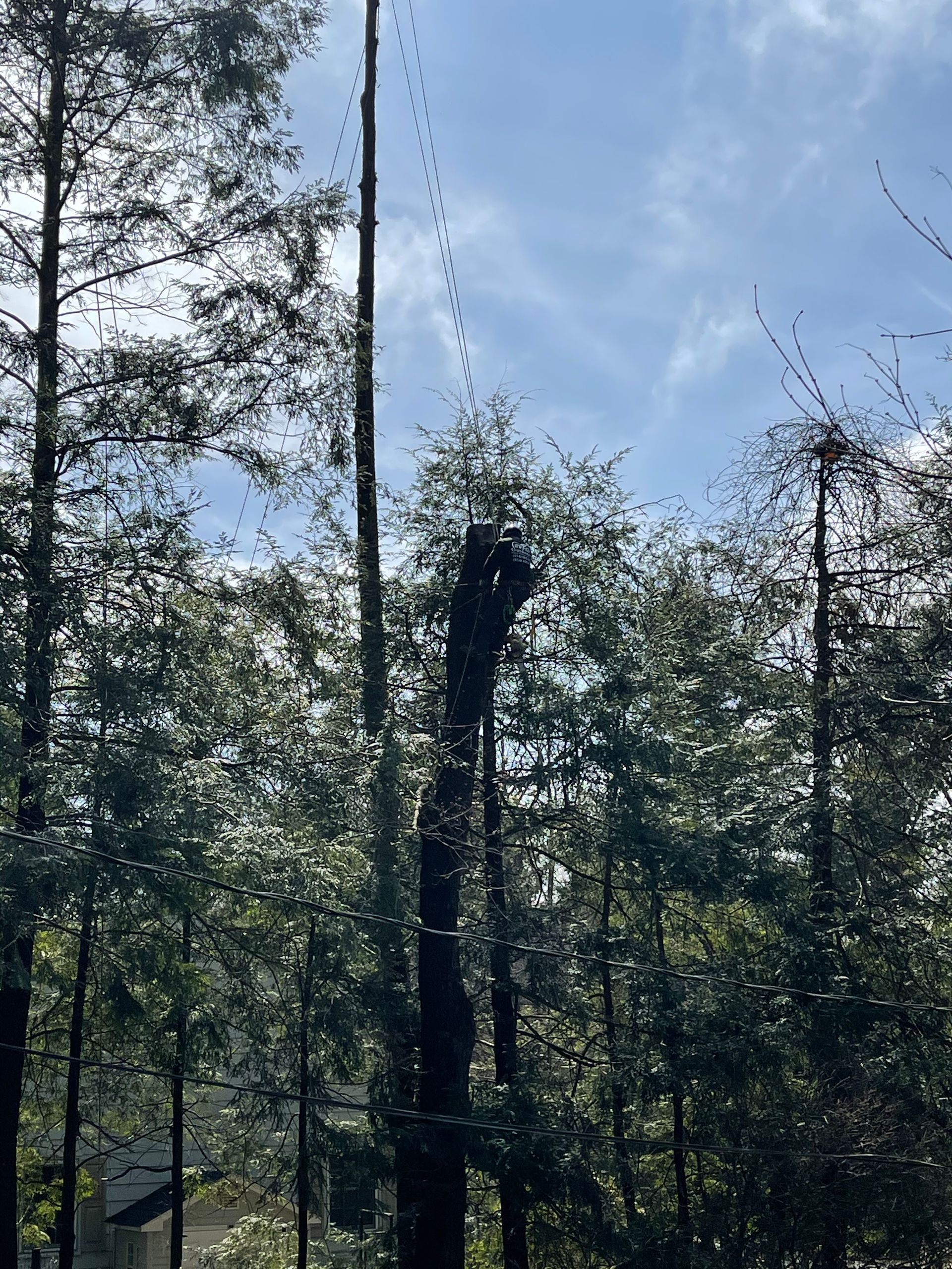 A person is cutting a tree in the woods with a chainsaw.