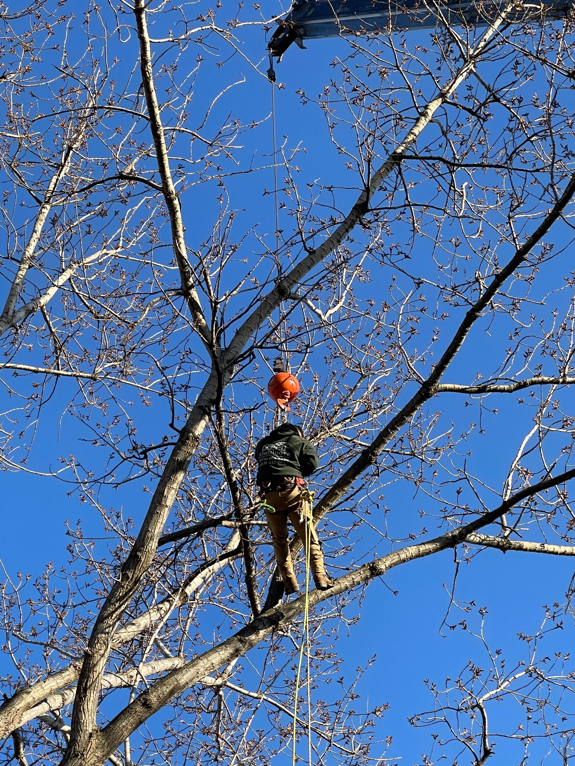 A man is climbing a tree with a red ball on his head