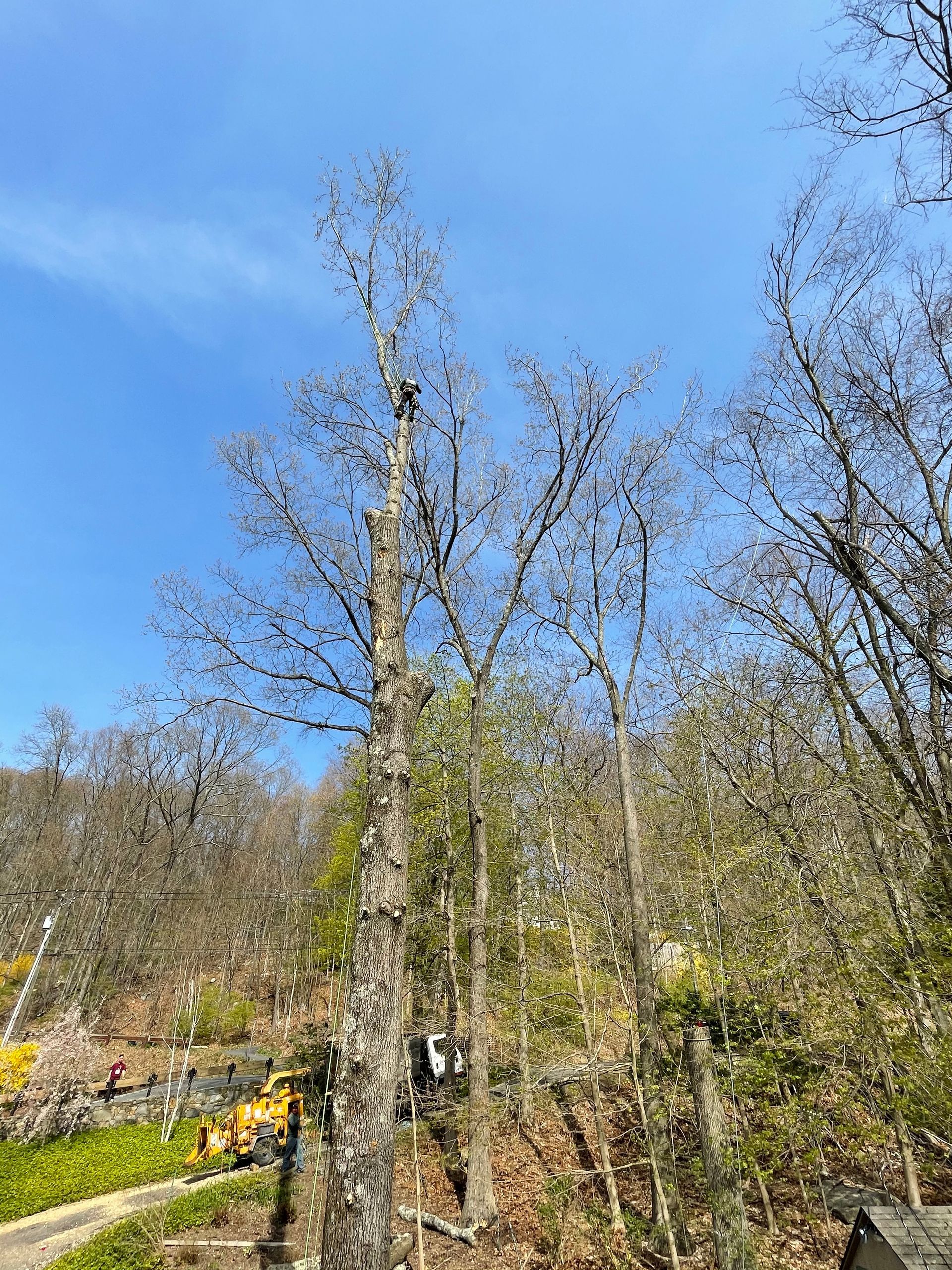 A large tree in the middle of a forest with a blue sky in the background.