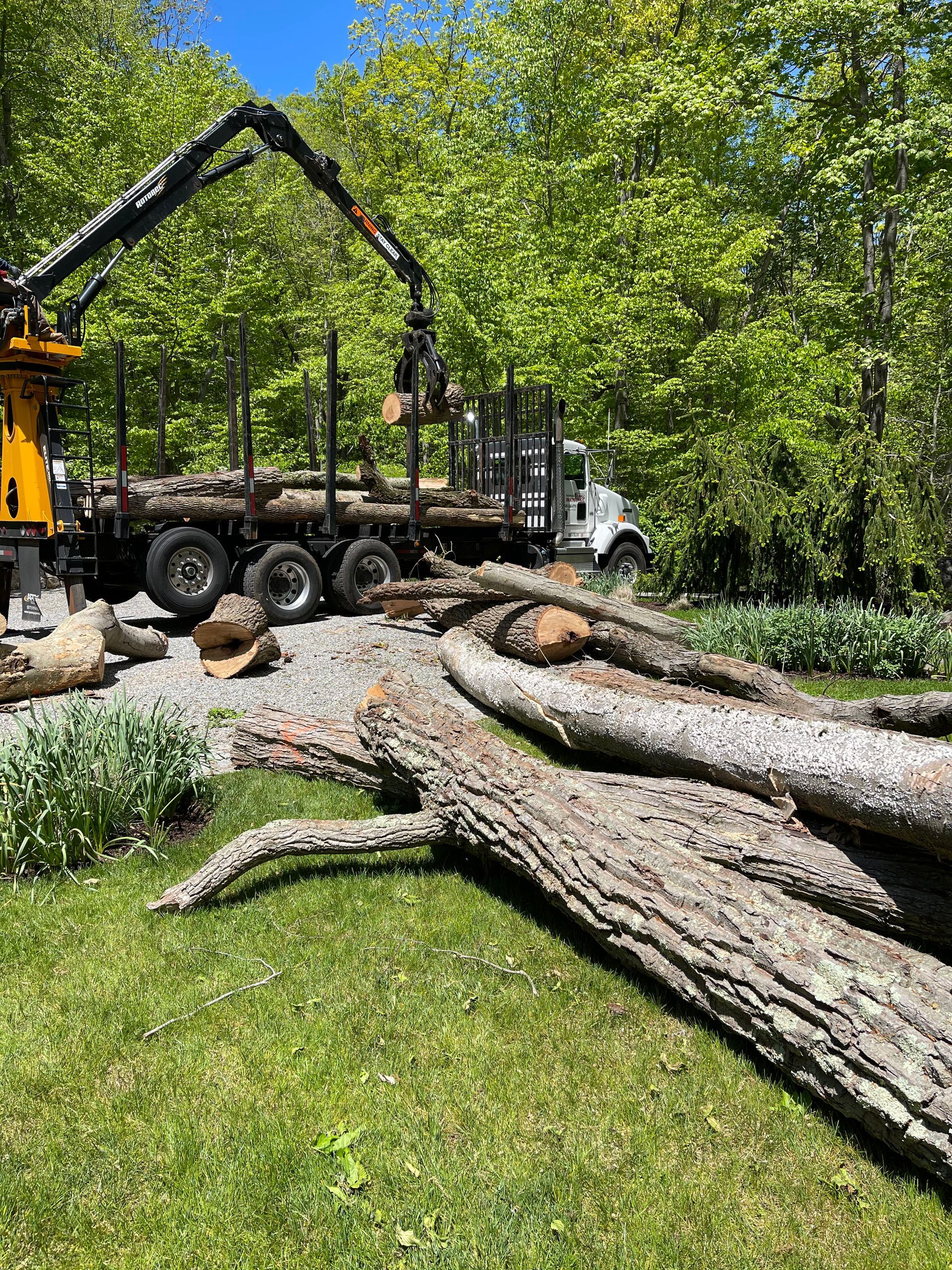 A truck is carrying logs in the woods.
