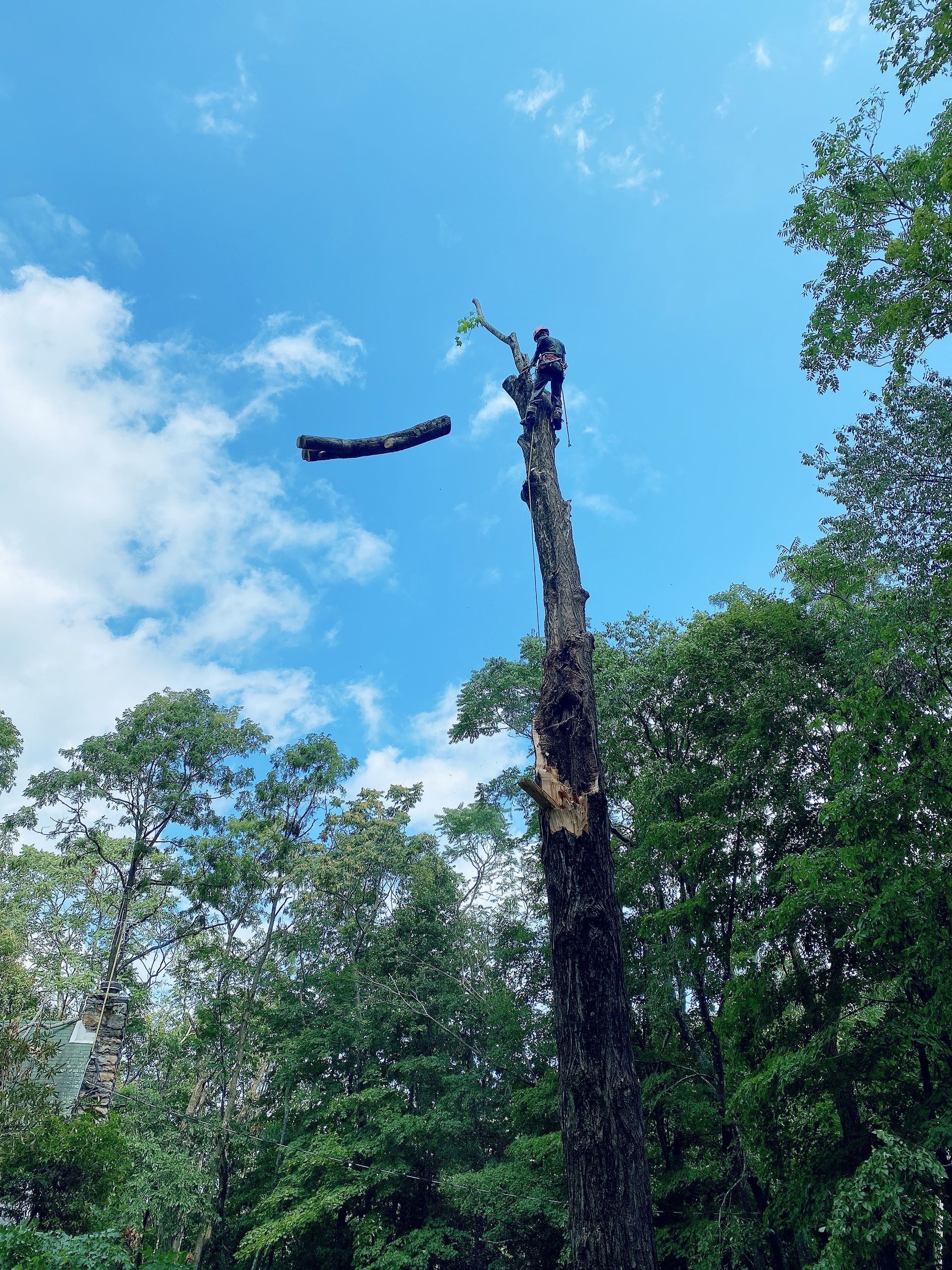 A tree surgeon is cutting down a tree in the woods.