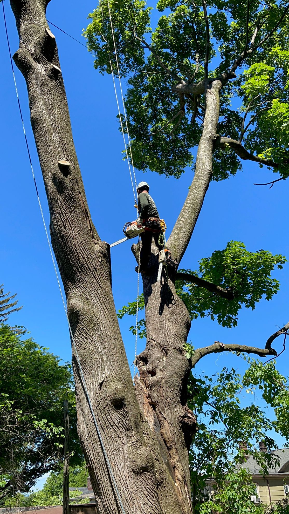 A man is climbing a tree with a chainsaw.