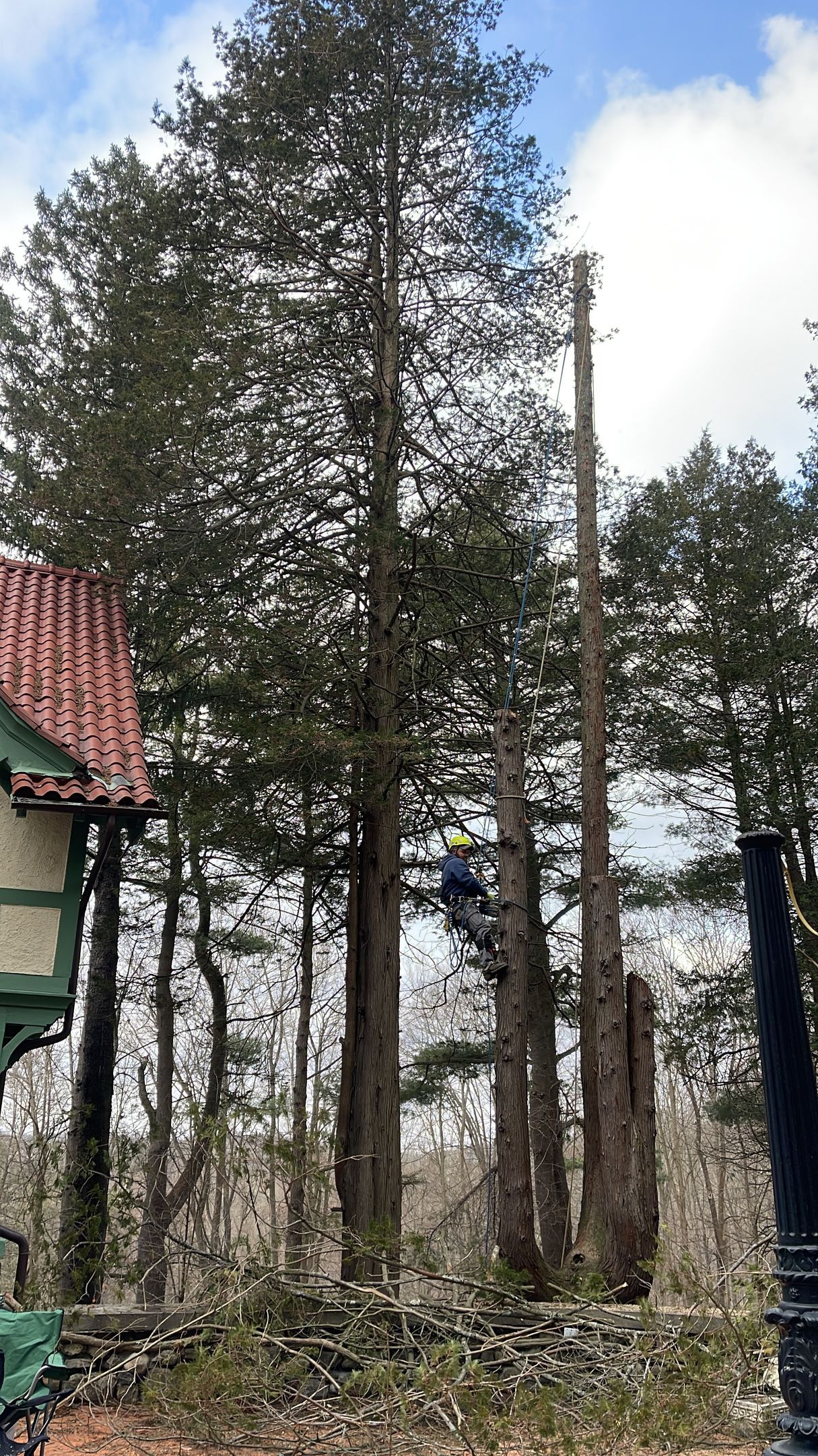 A man is climbing a tree in the woods near a house.