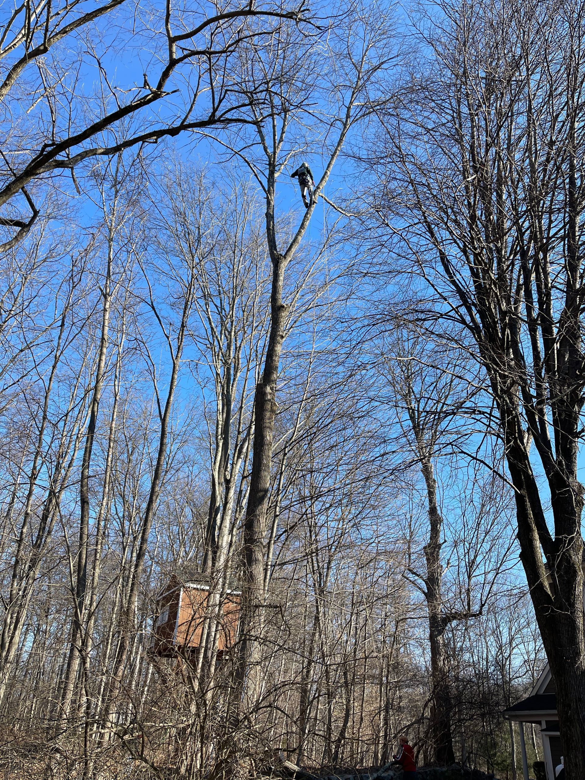 A tree surgeon is cutting a tree in the woods.