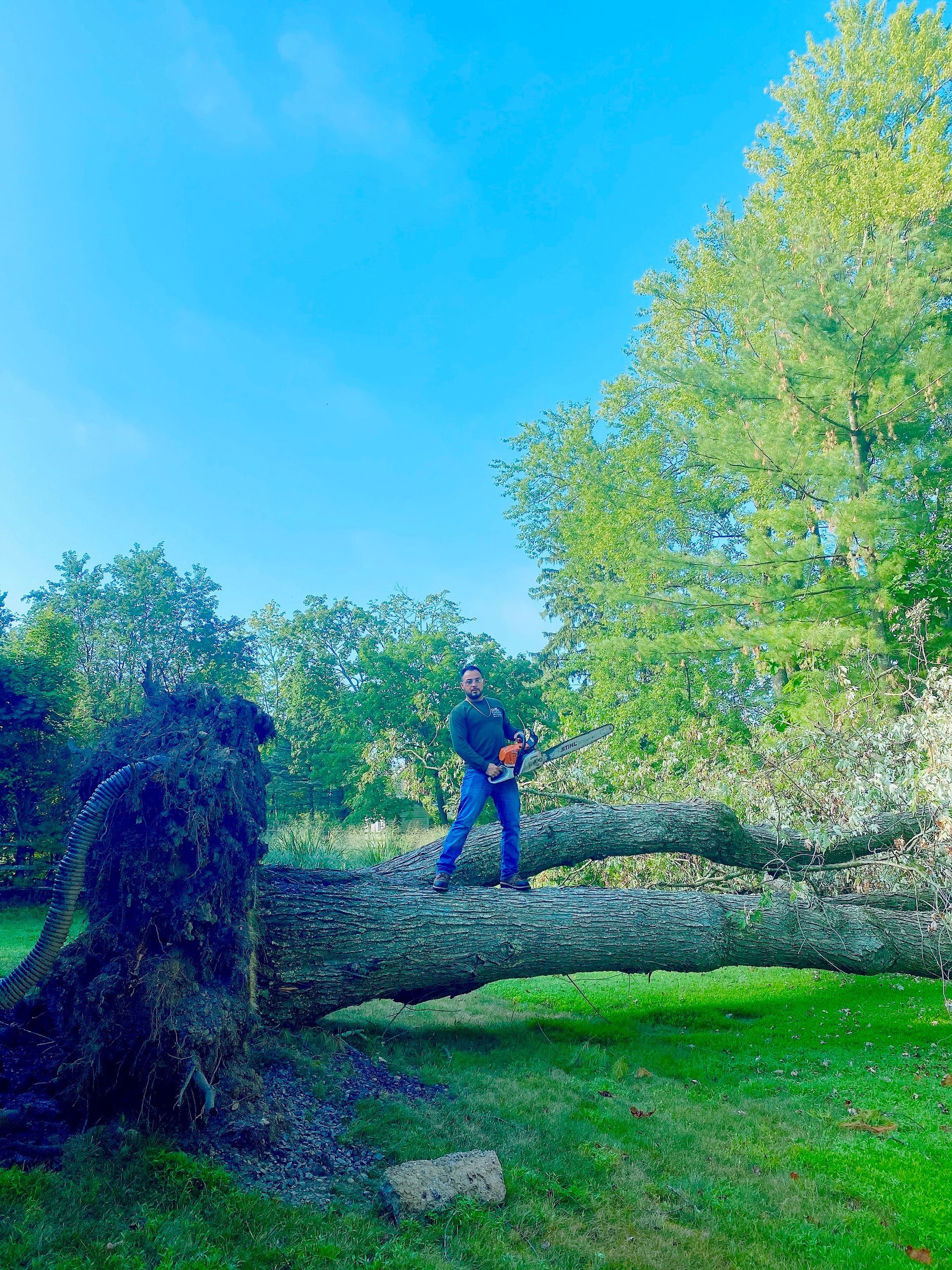 A man is standing on a fallen tree trunk with a chainsaw.