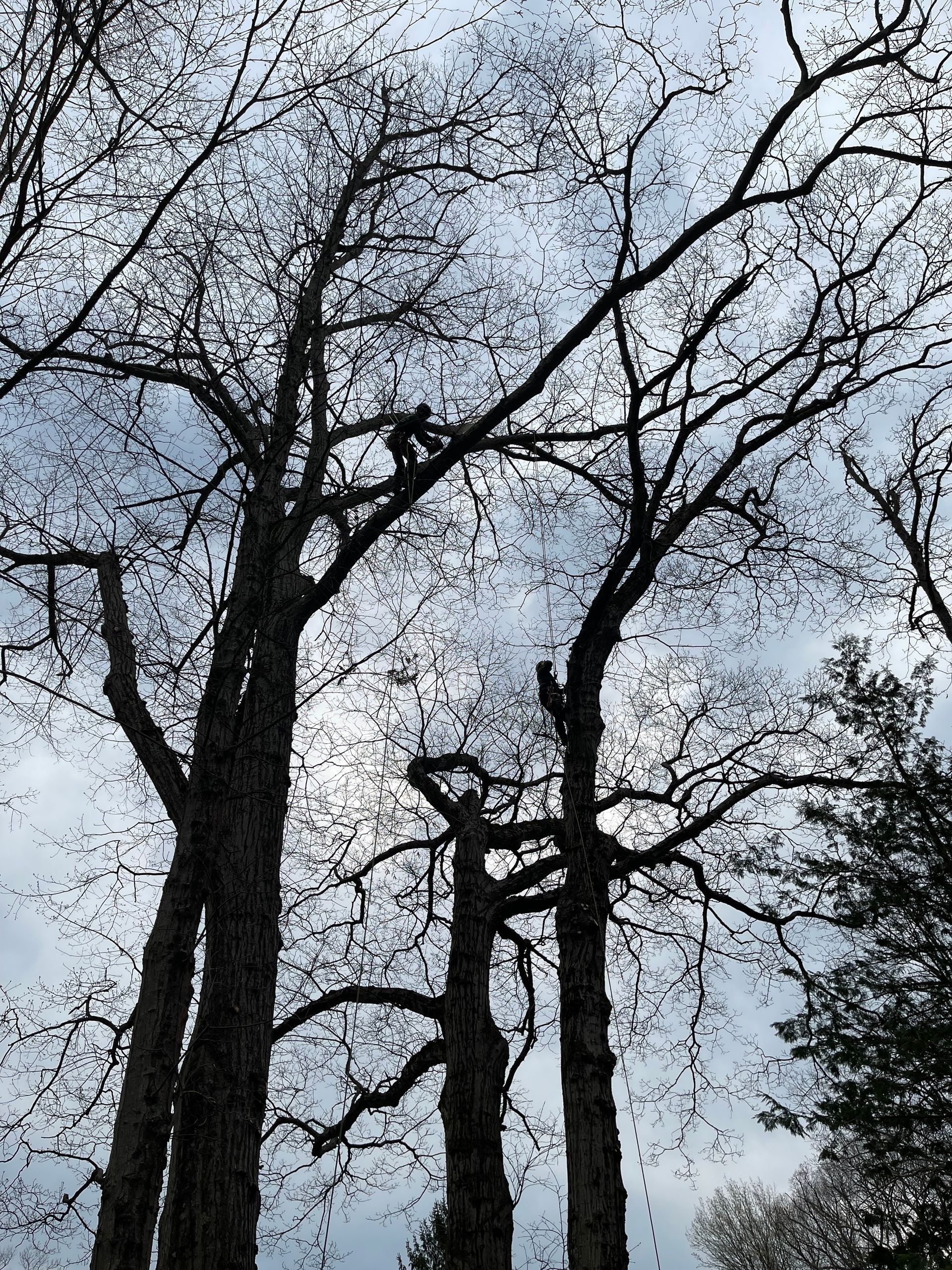 A silhouette of trees with a cloudy sky in the background