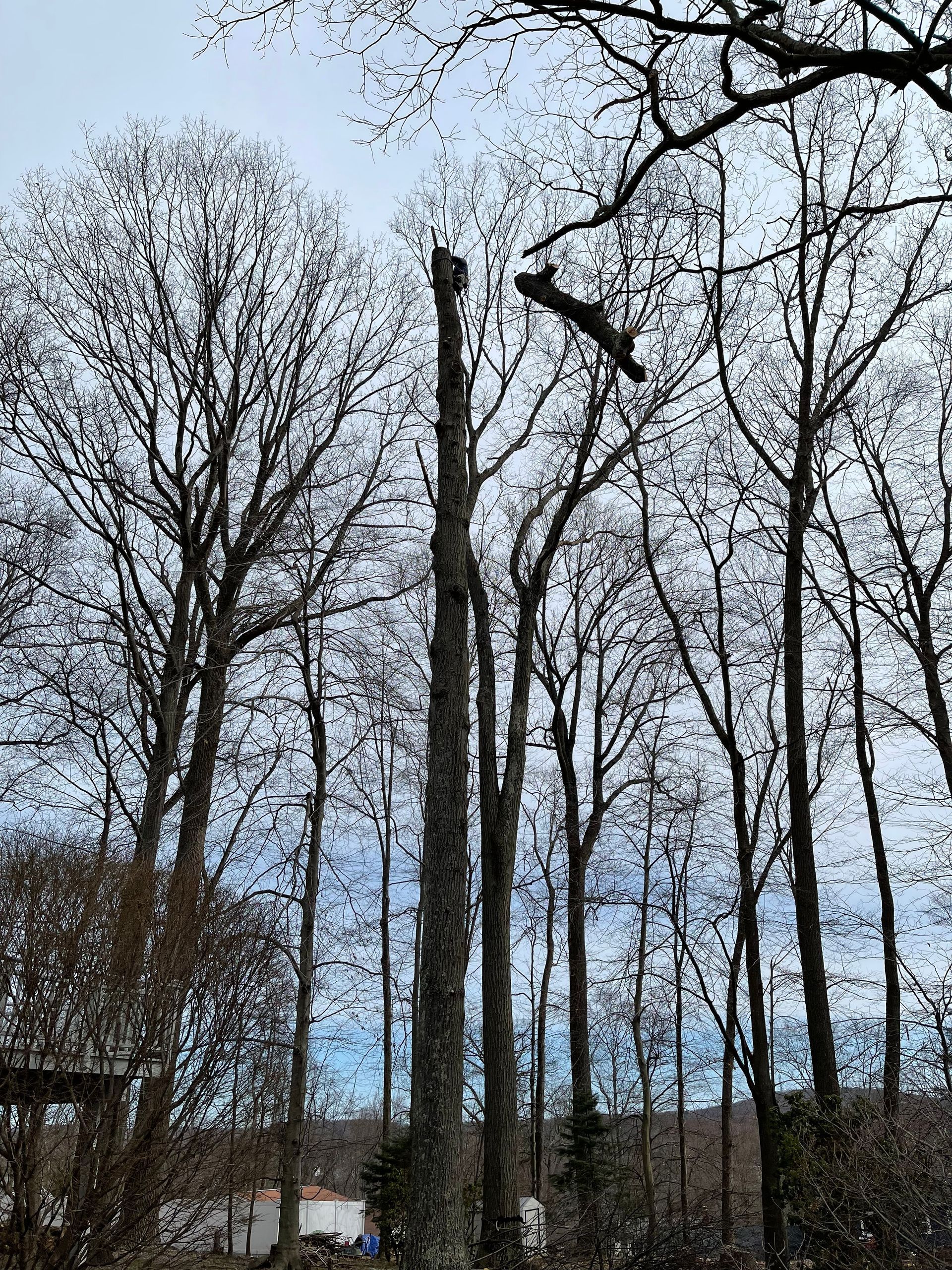 A tree is being cut down in the middle of a forest.