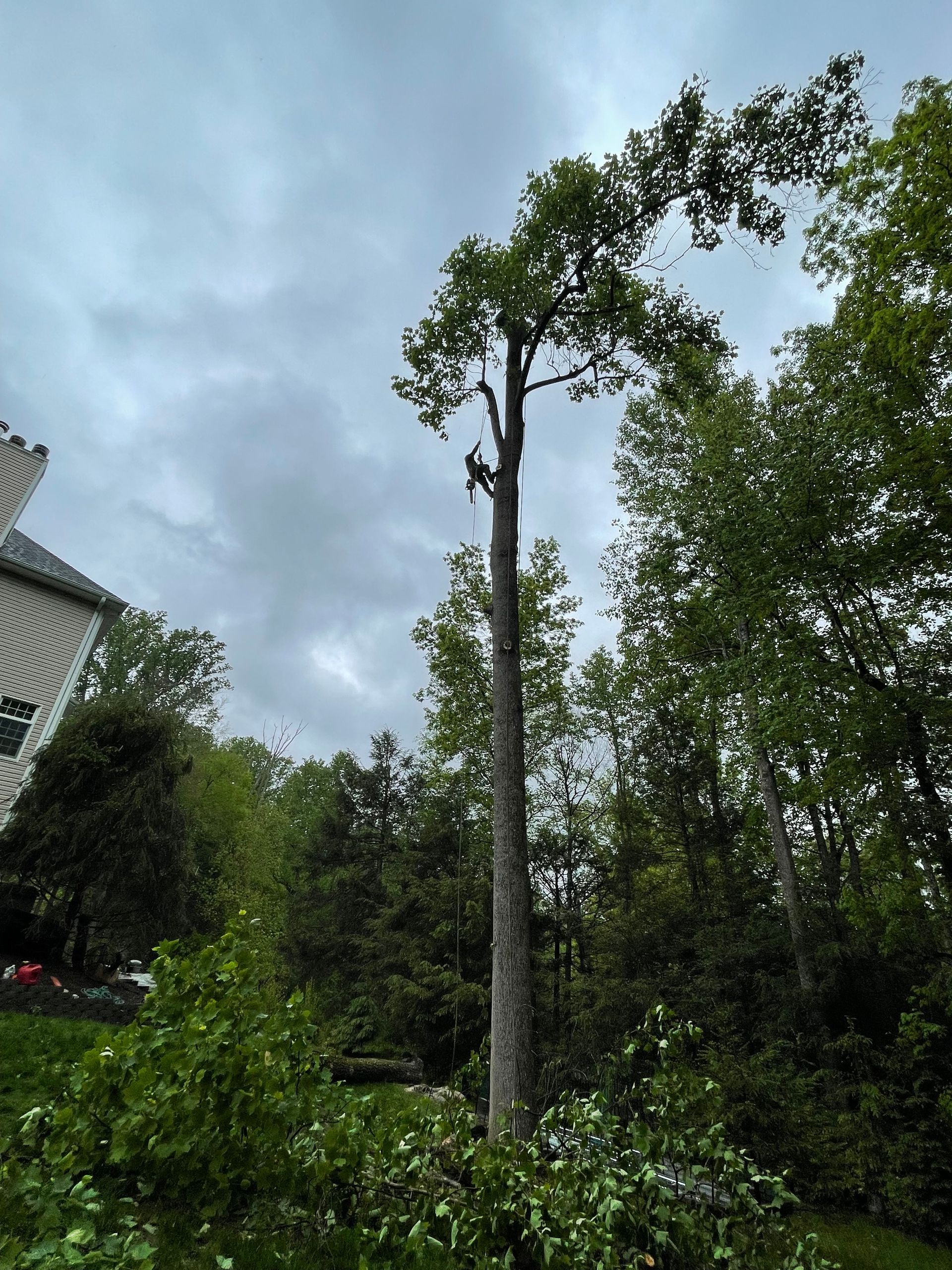 A large tree in a forest with a house in the background
