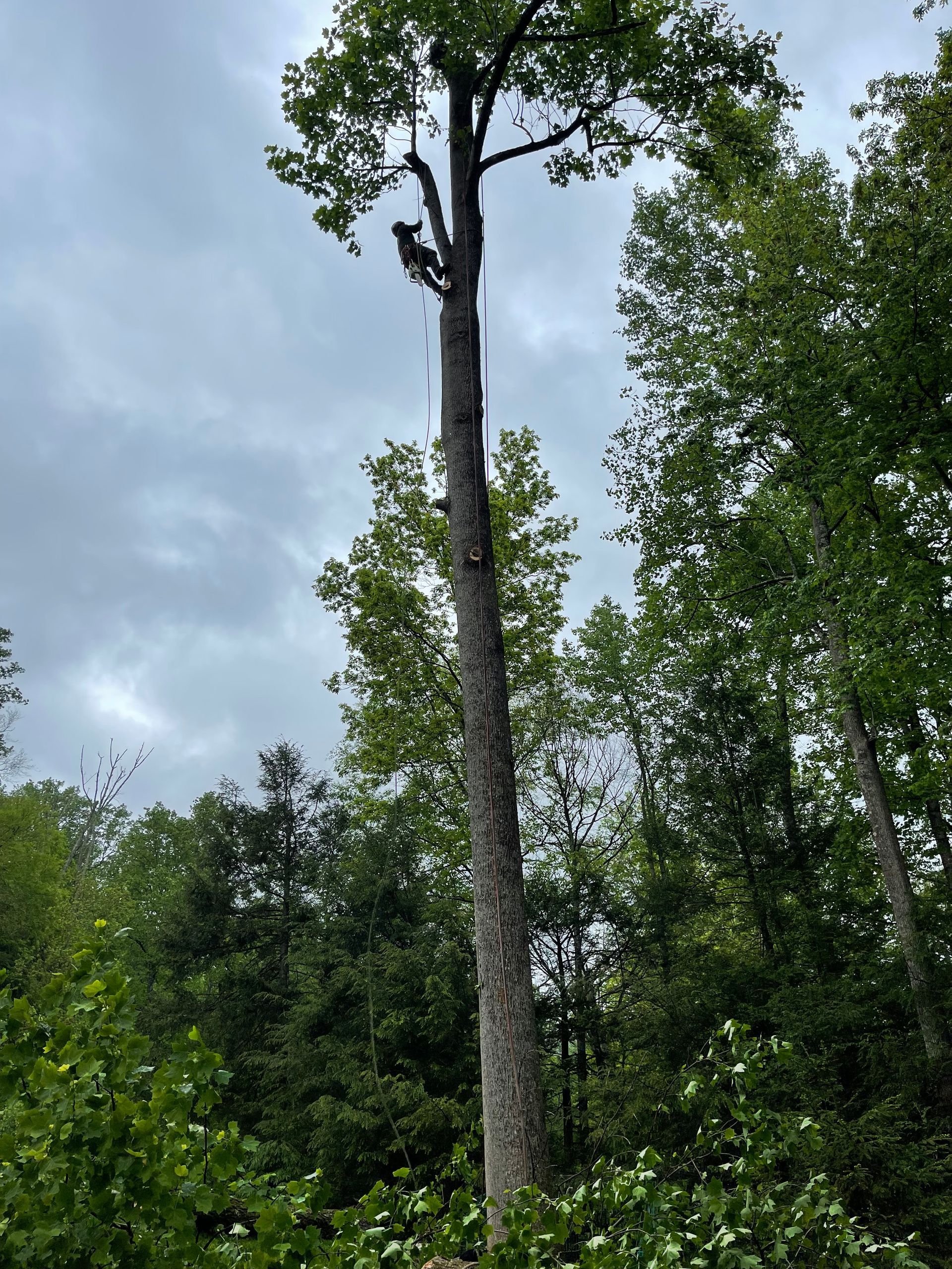 A man is climbing a tree in the middle of a forest.