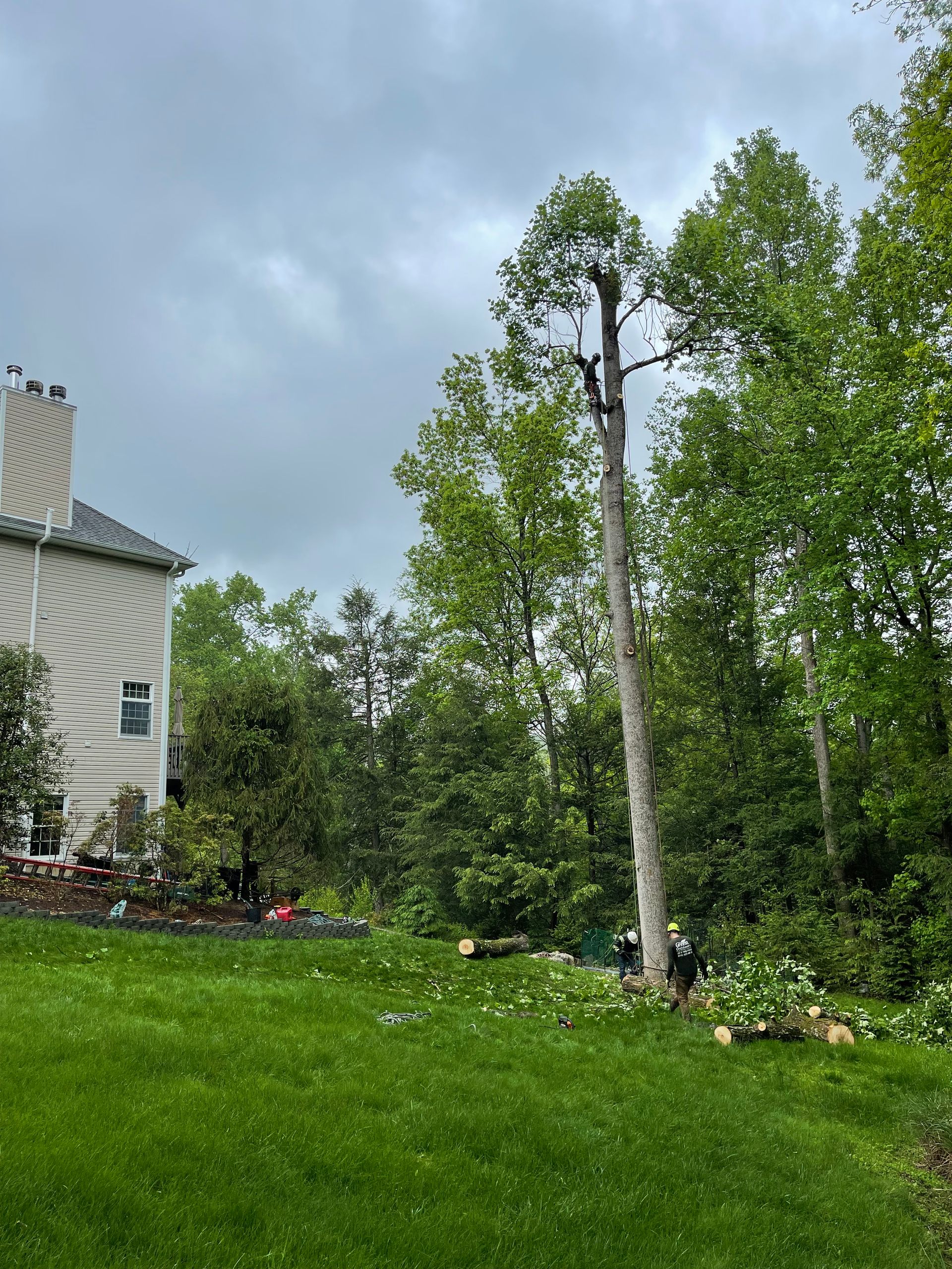 A man is climbing a tree in a backyard in front of a house.