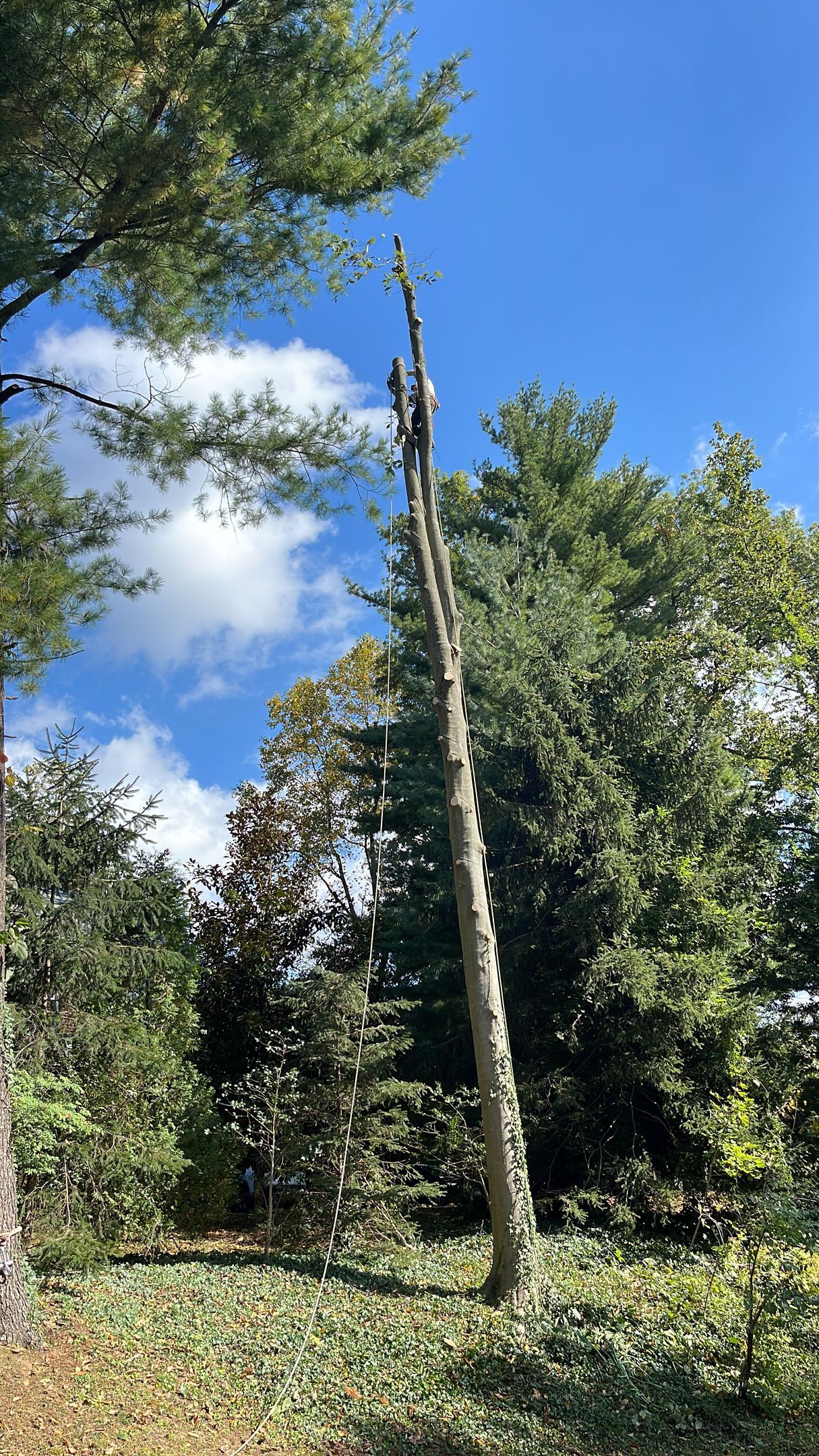 A man is climbing a tree in the woods.