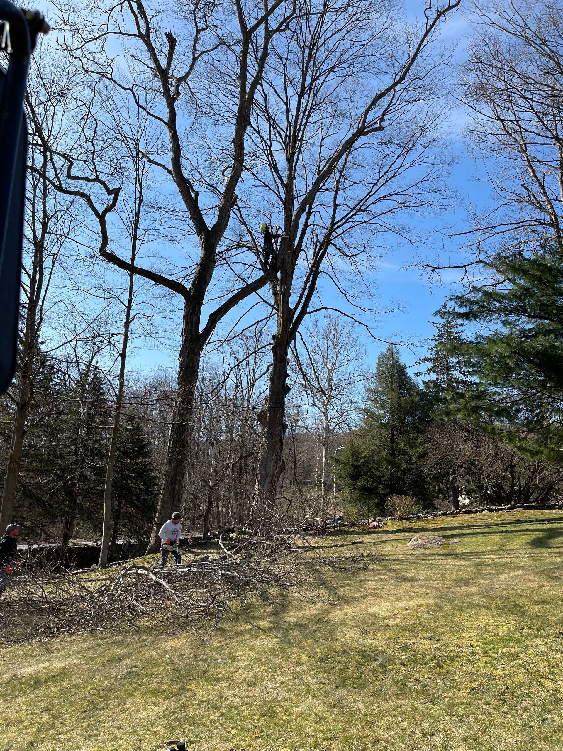 A man is climbing a tree with a crane in a park.