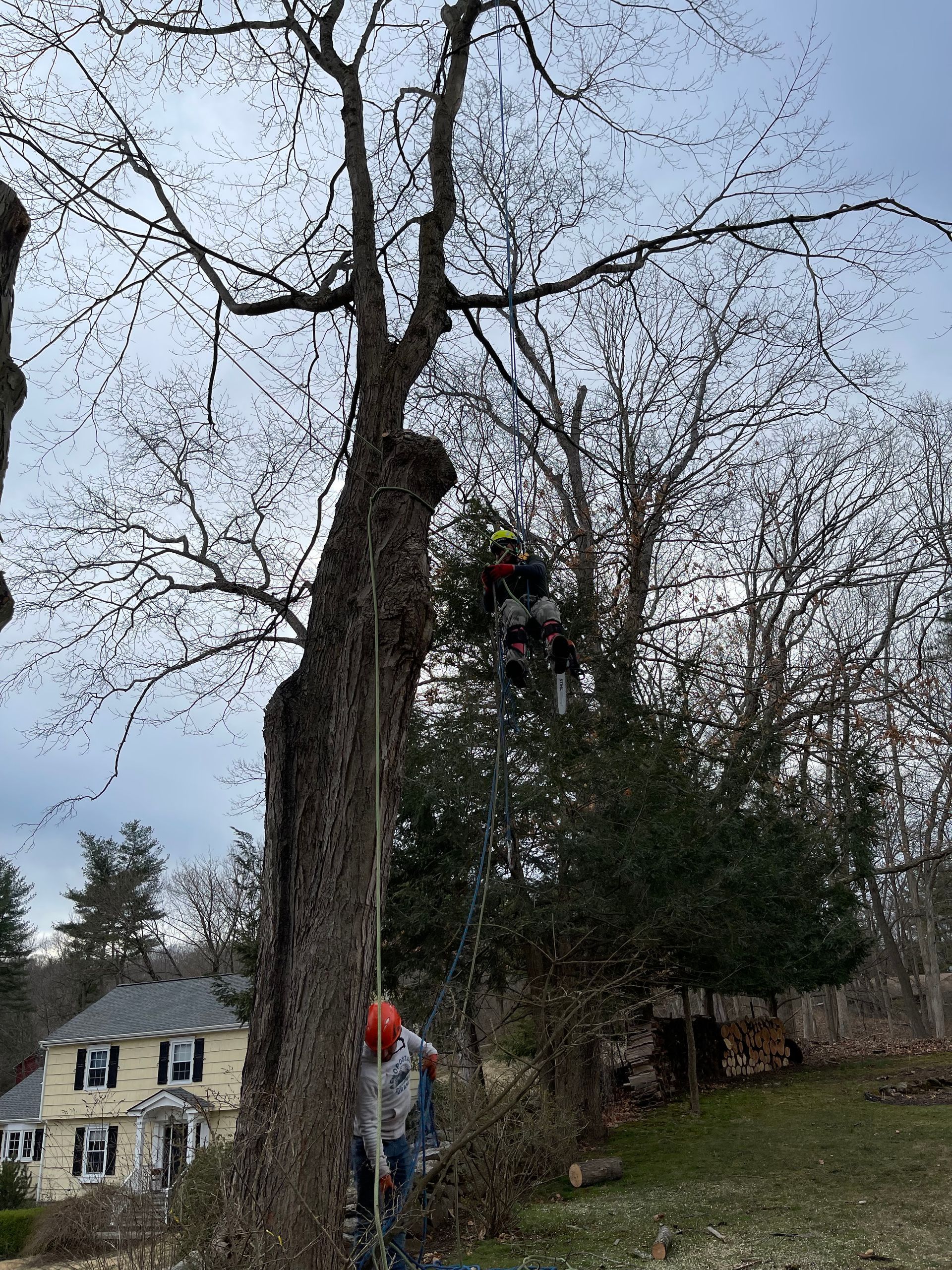 A man is climbing a tree with a chainsaw.