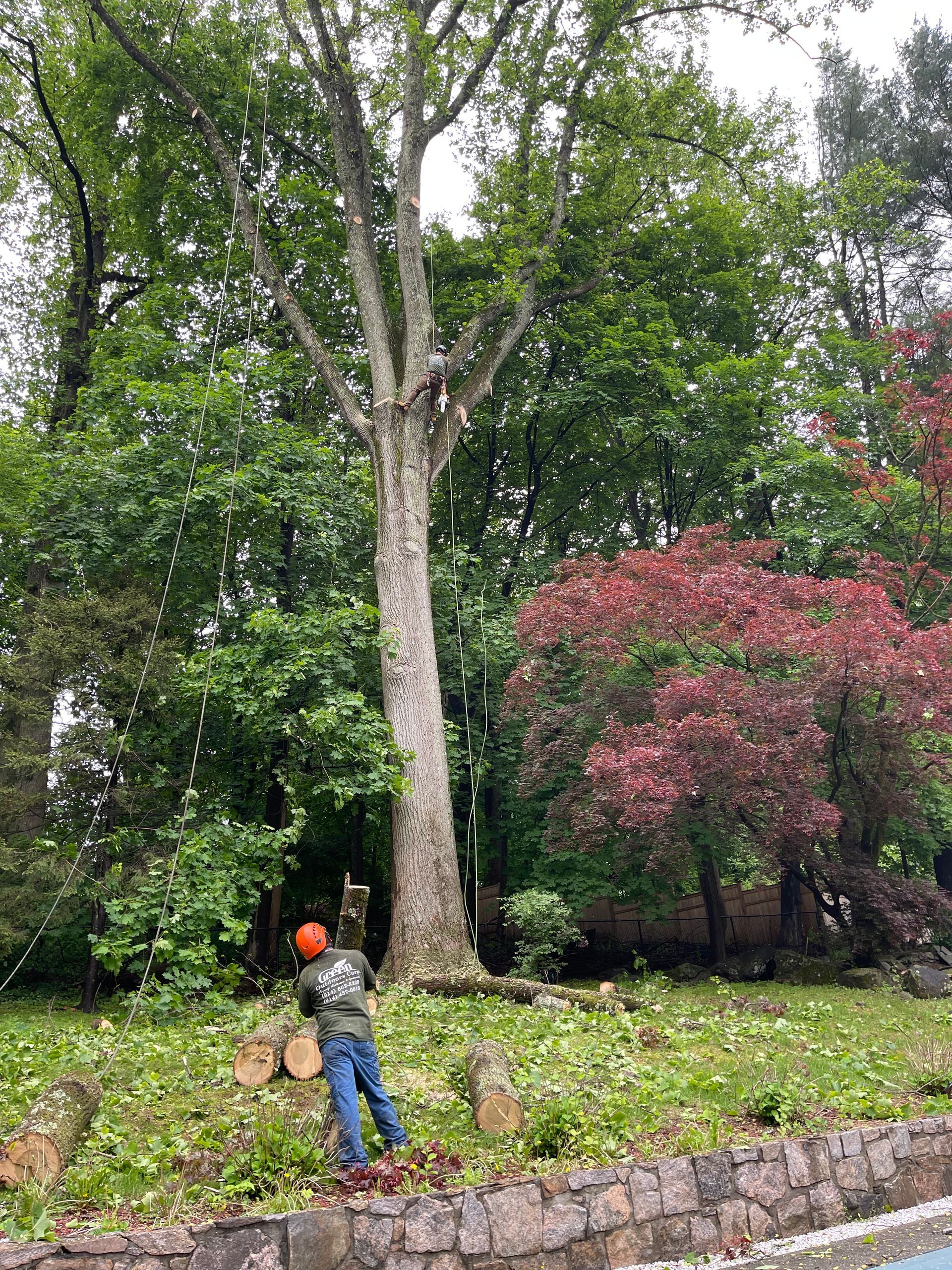 A man is standing in front of a large tree in a park.