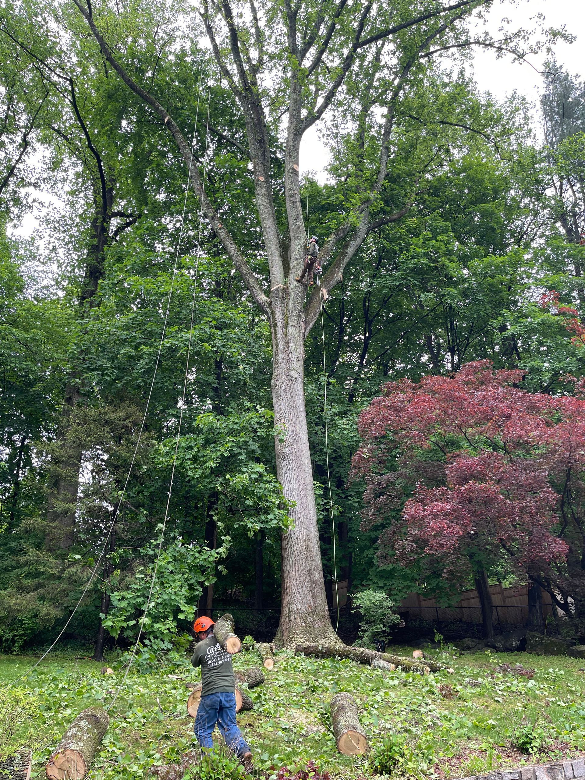A man is standing next to a large tree in a forest.