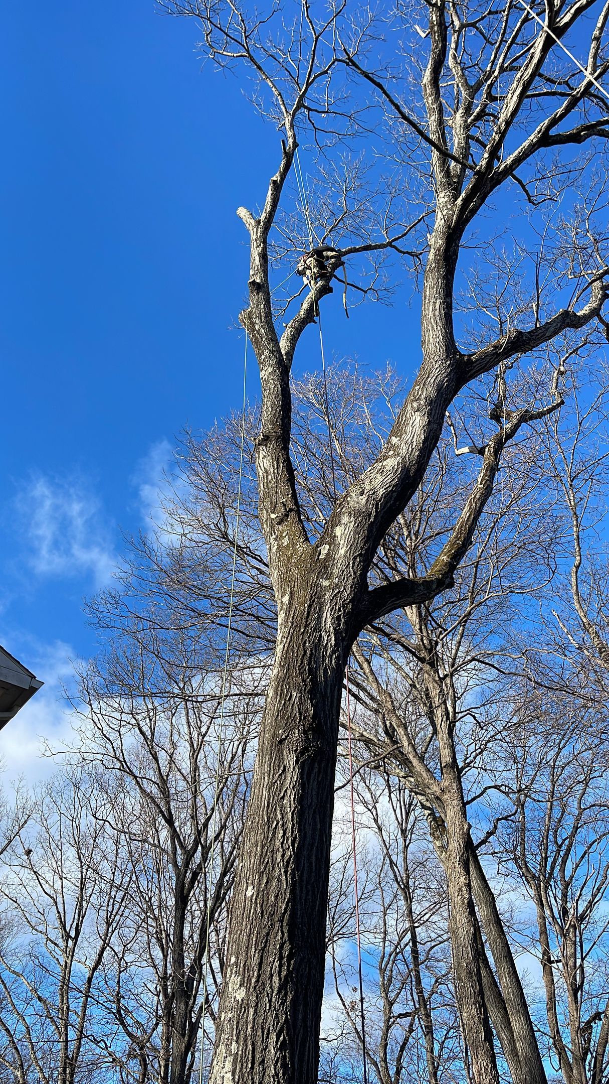 A tree without leaves is against a blue sky.