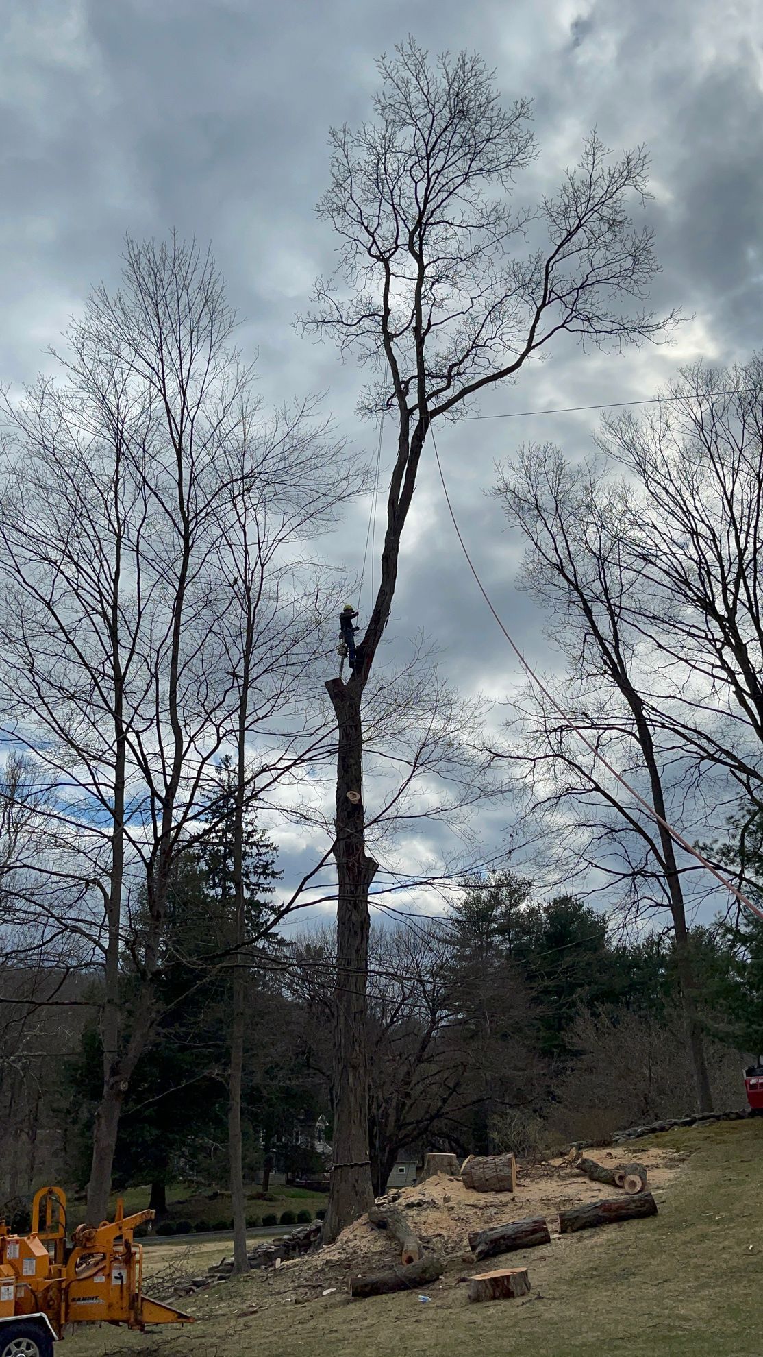 A tree is being cut down in a field with a cloudy sky in the background.