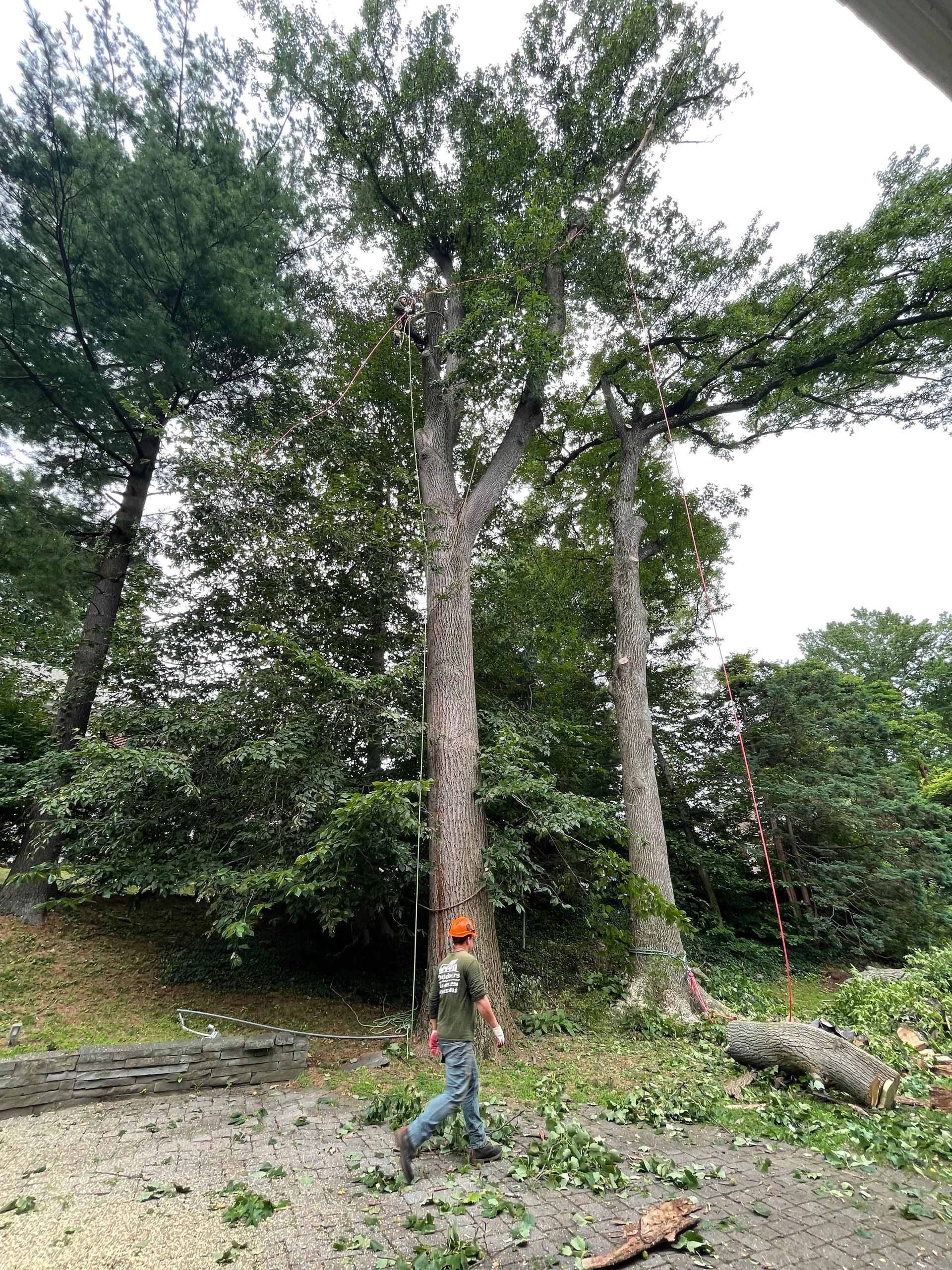 A man is cutting a tree with a chainsaw in a yard.