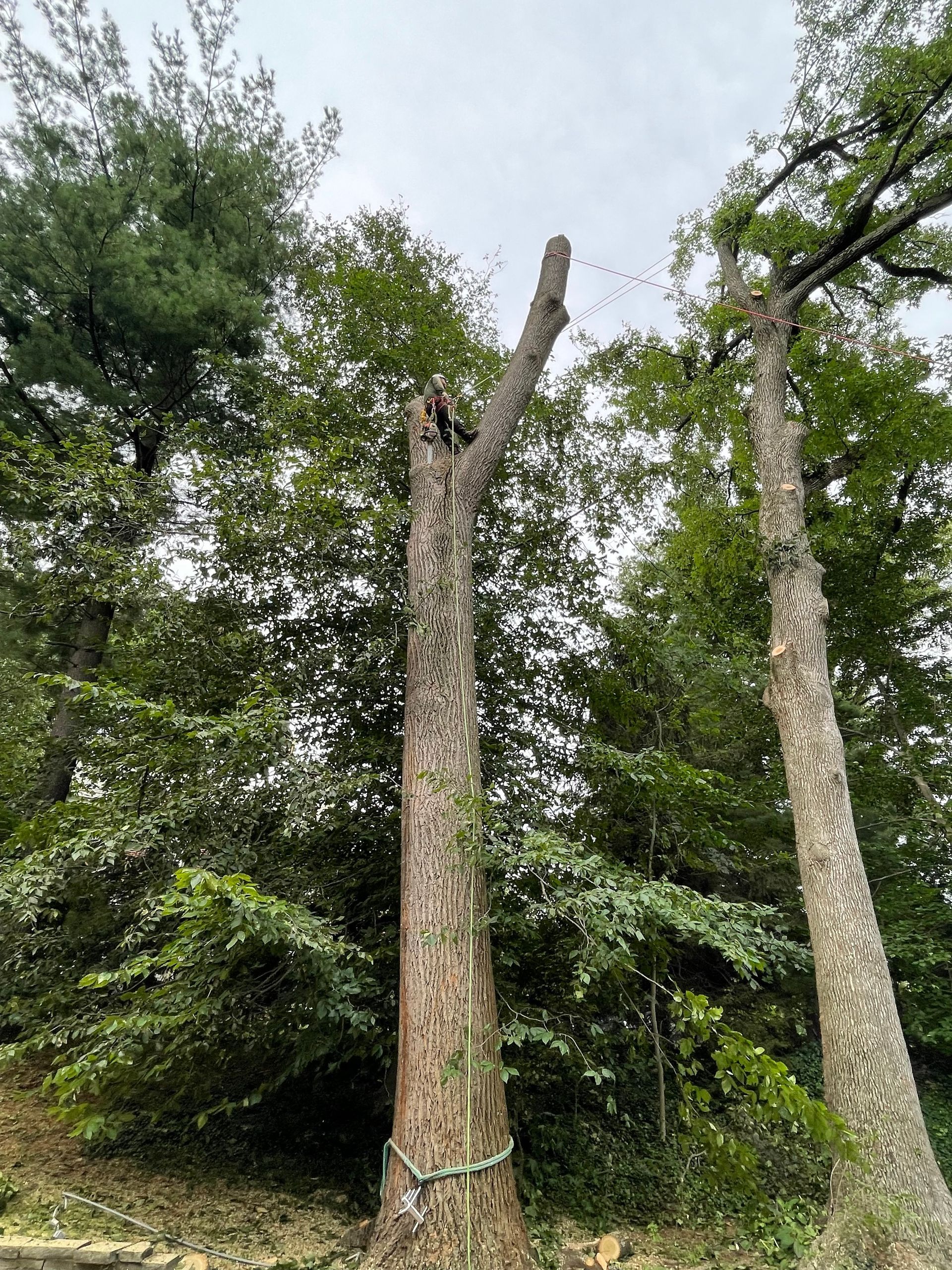 A group of trees standing next to each other in a forest.
