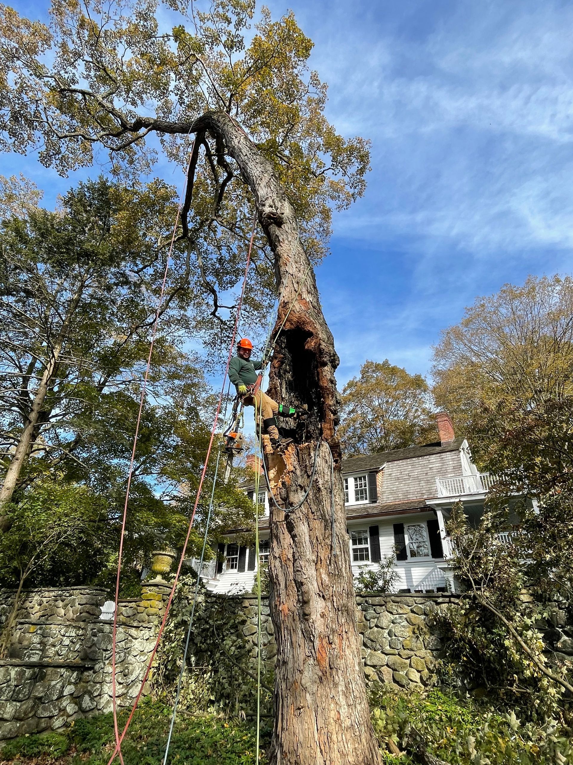 A man is standing on top of a tree cutting branches.