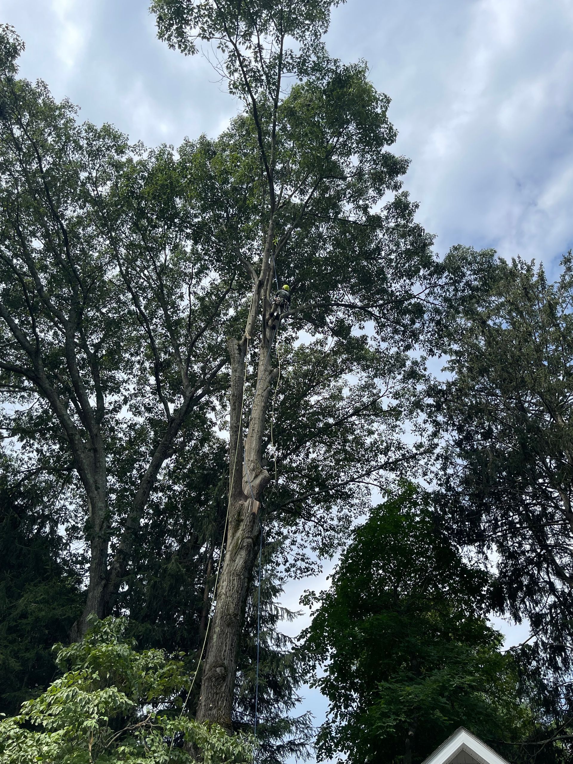 A large tree with lots of leaves is surrounded by other trees.