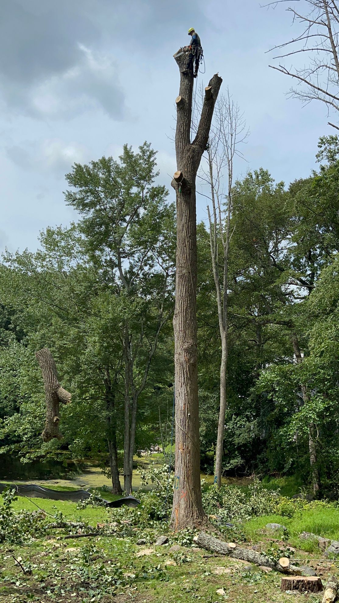 A man is climbing a tree in the middle of a forest.