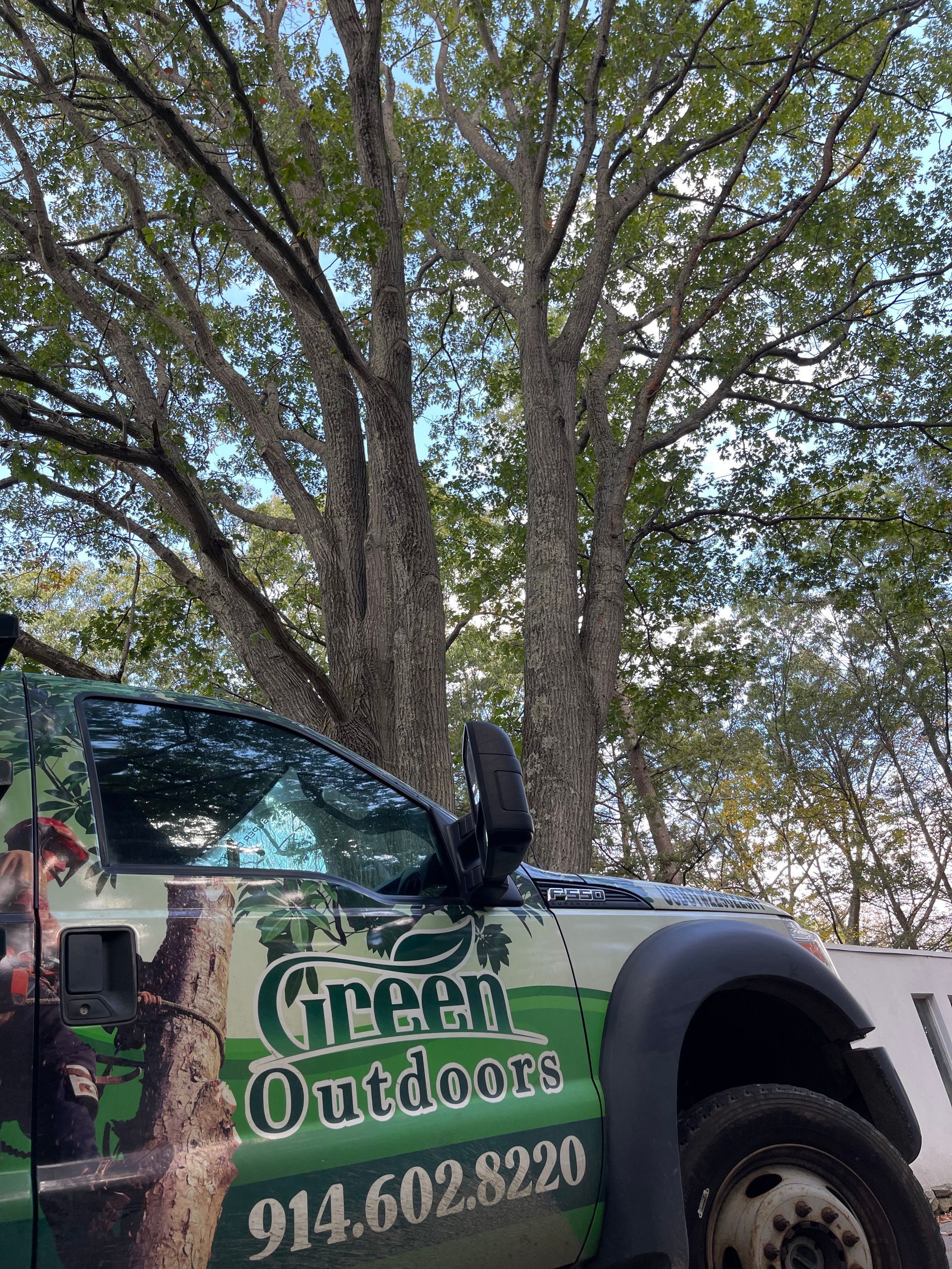 A green truck is parked in front of a tree.