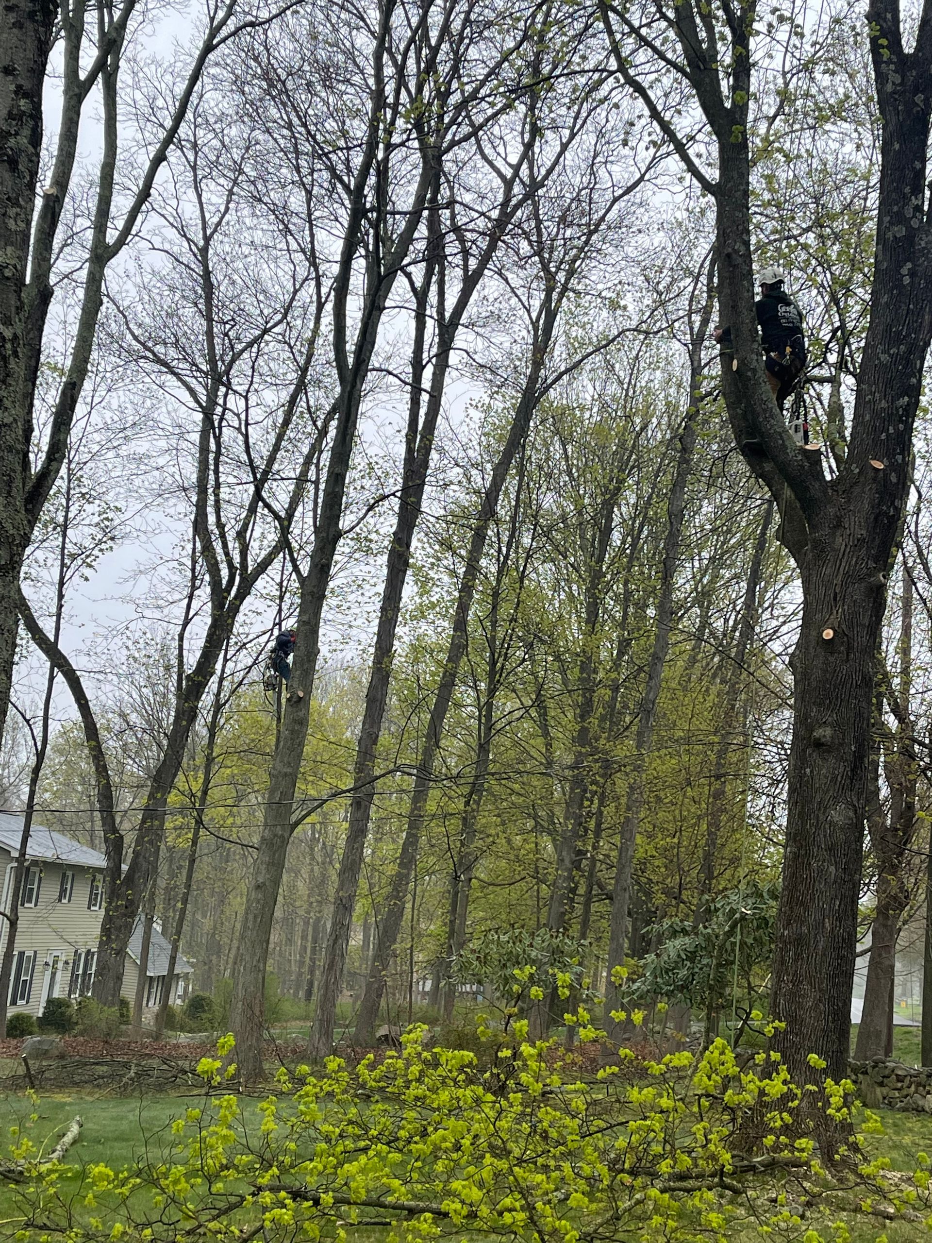 A person is climbing a tree in a forest.