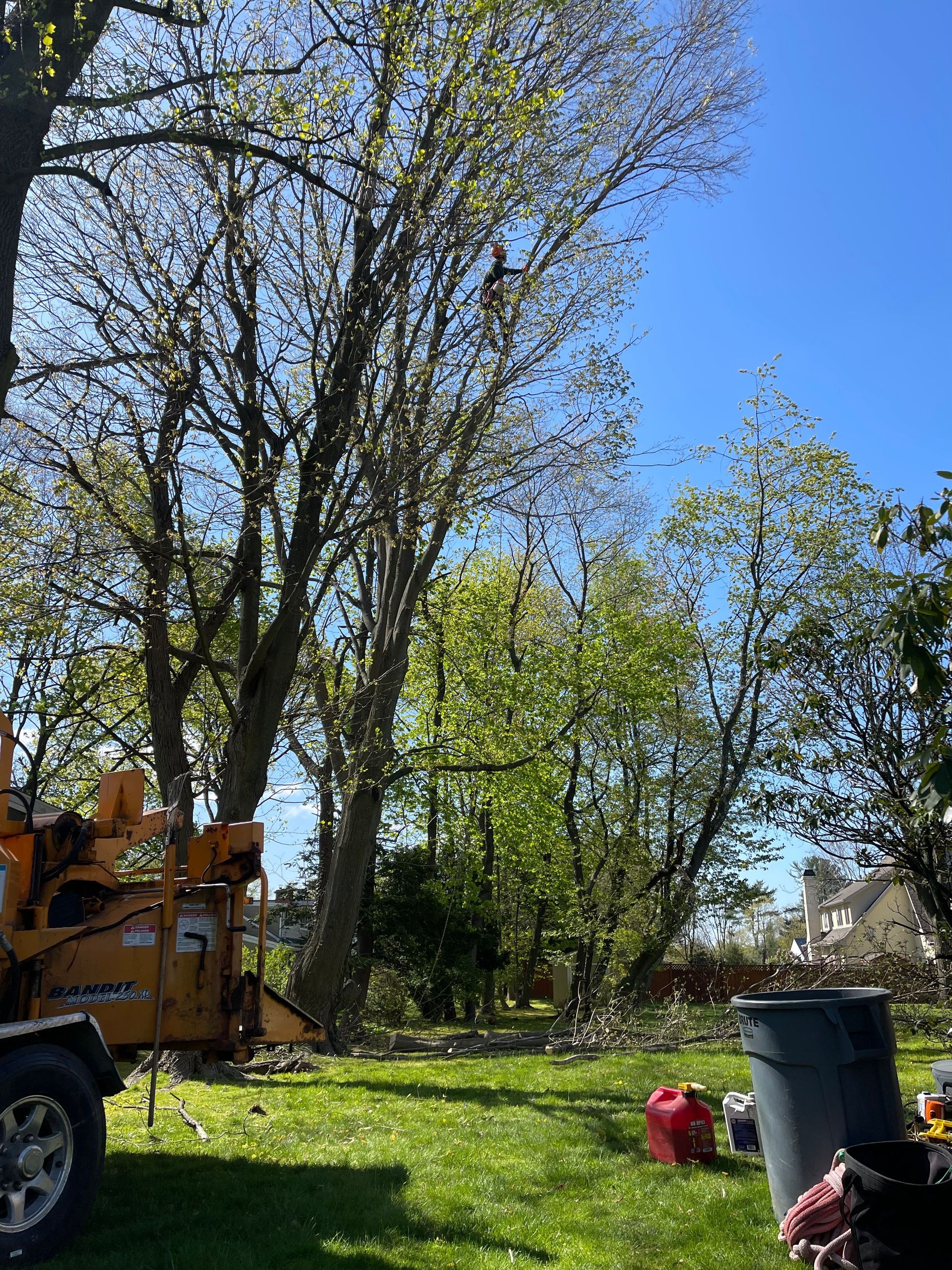 A tree chipper is cutting a tree in a yard.