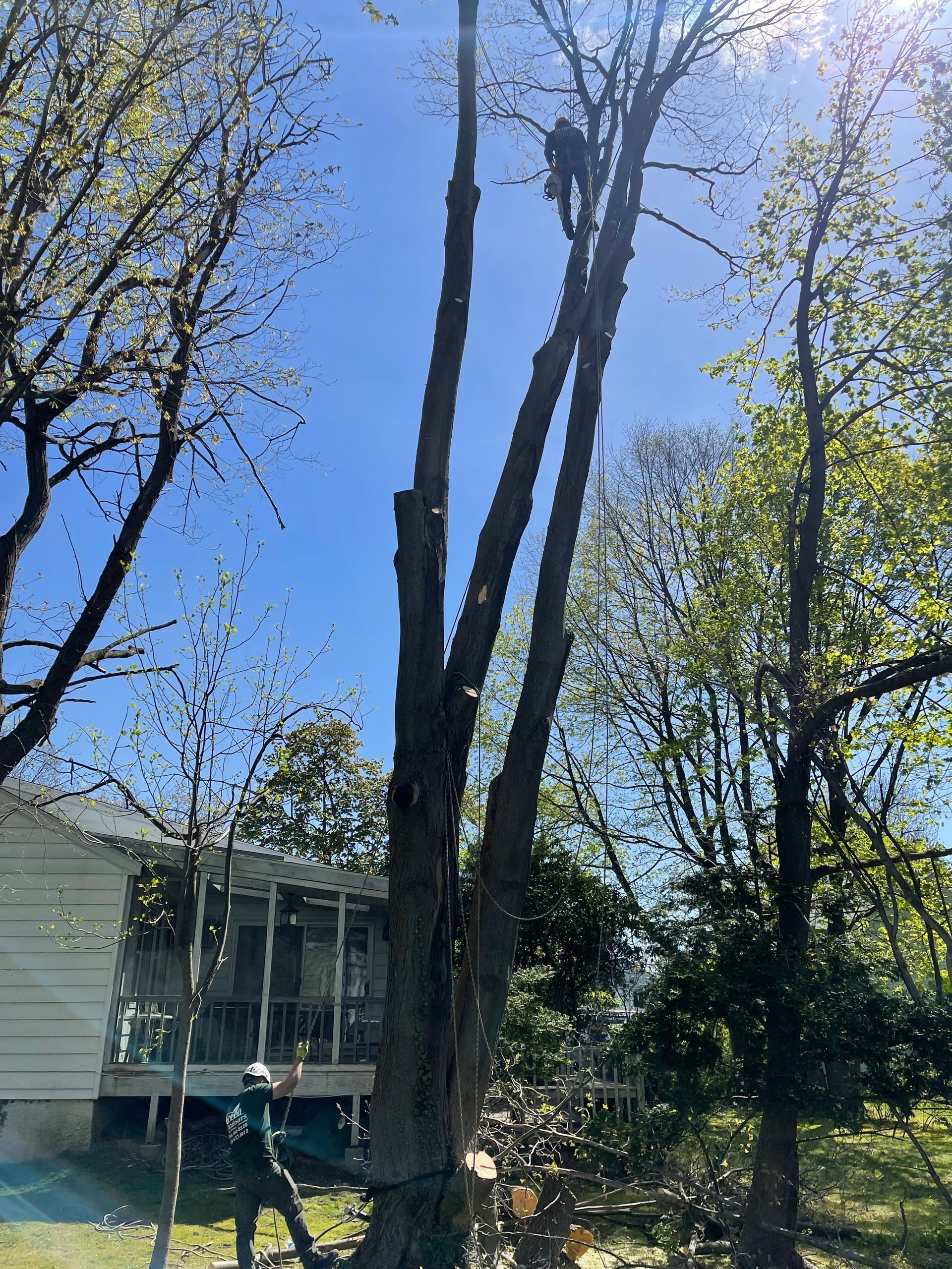 A man is climbing a tree in front of a house.