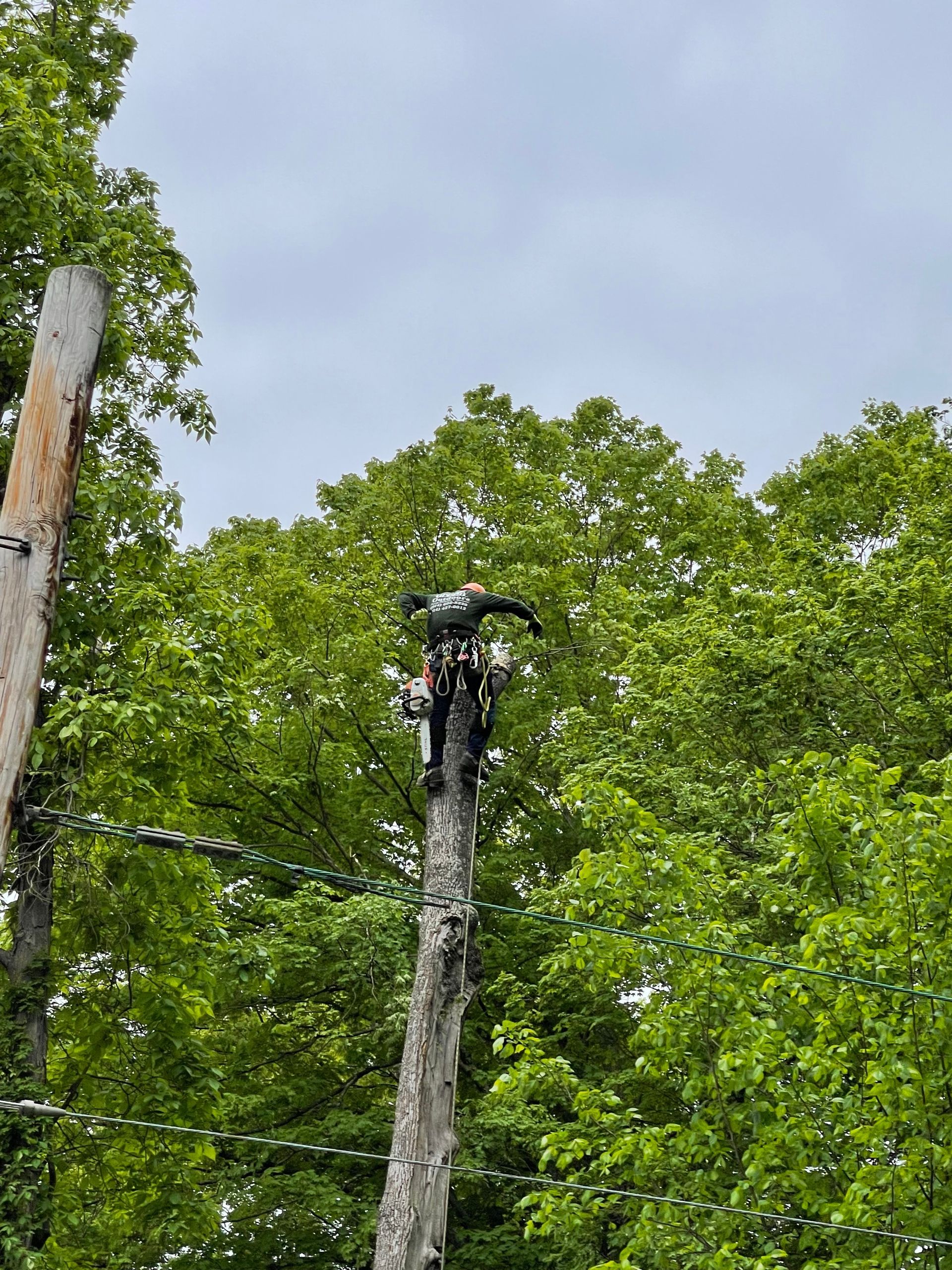 A man is standing on top of a tree stump.