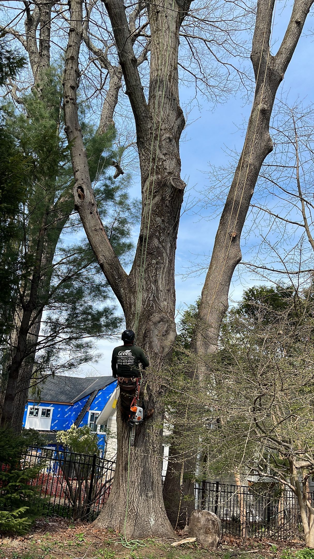 A man is climbing a tree with a chainsaw.