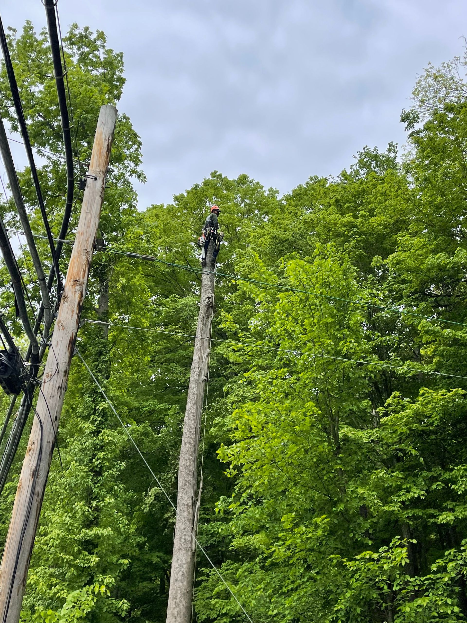 A man is standing on top of a telephone pole in the woods.