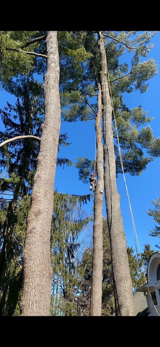 A person is climbing up a tree with a chainsaw.