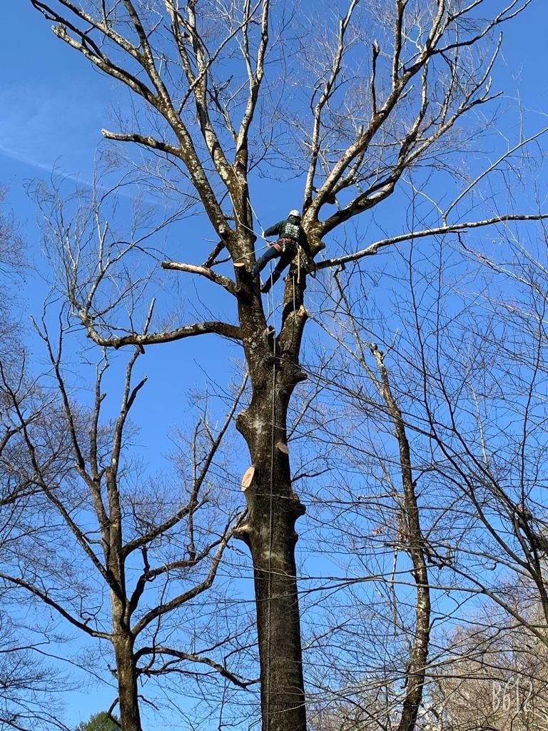 A tree with a lot of branches without leaves against a blue sky.
