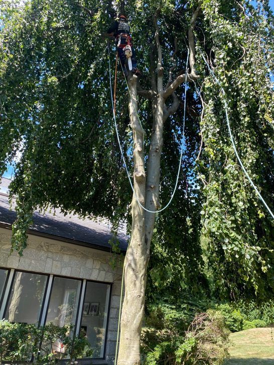 A man is climbing a tree in front of a house.