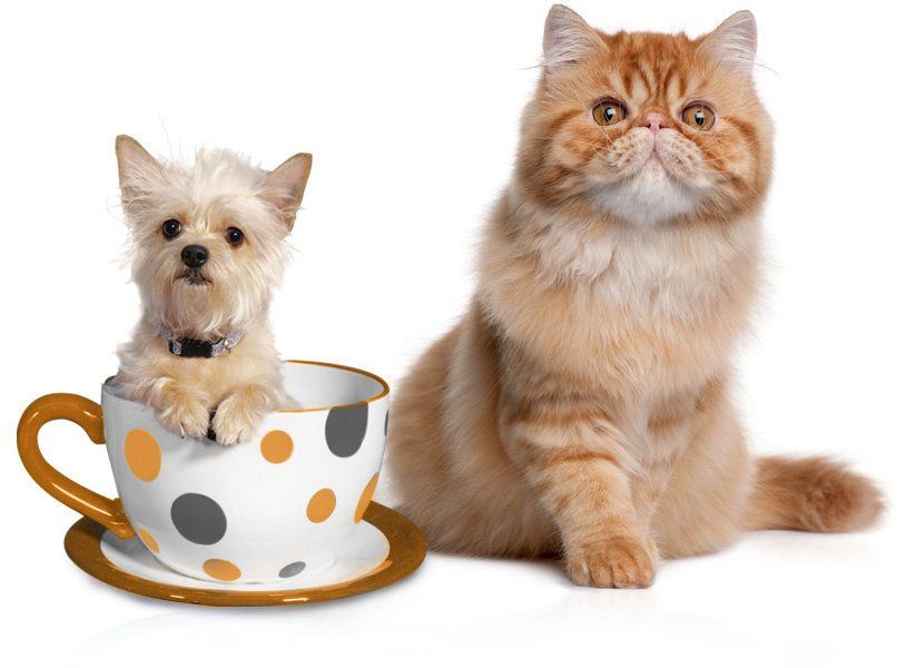 Orange cat and a puppy in a cup
